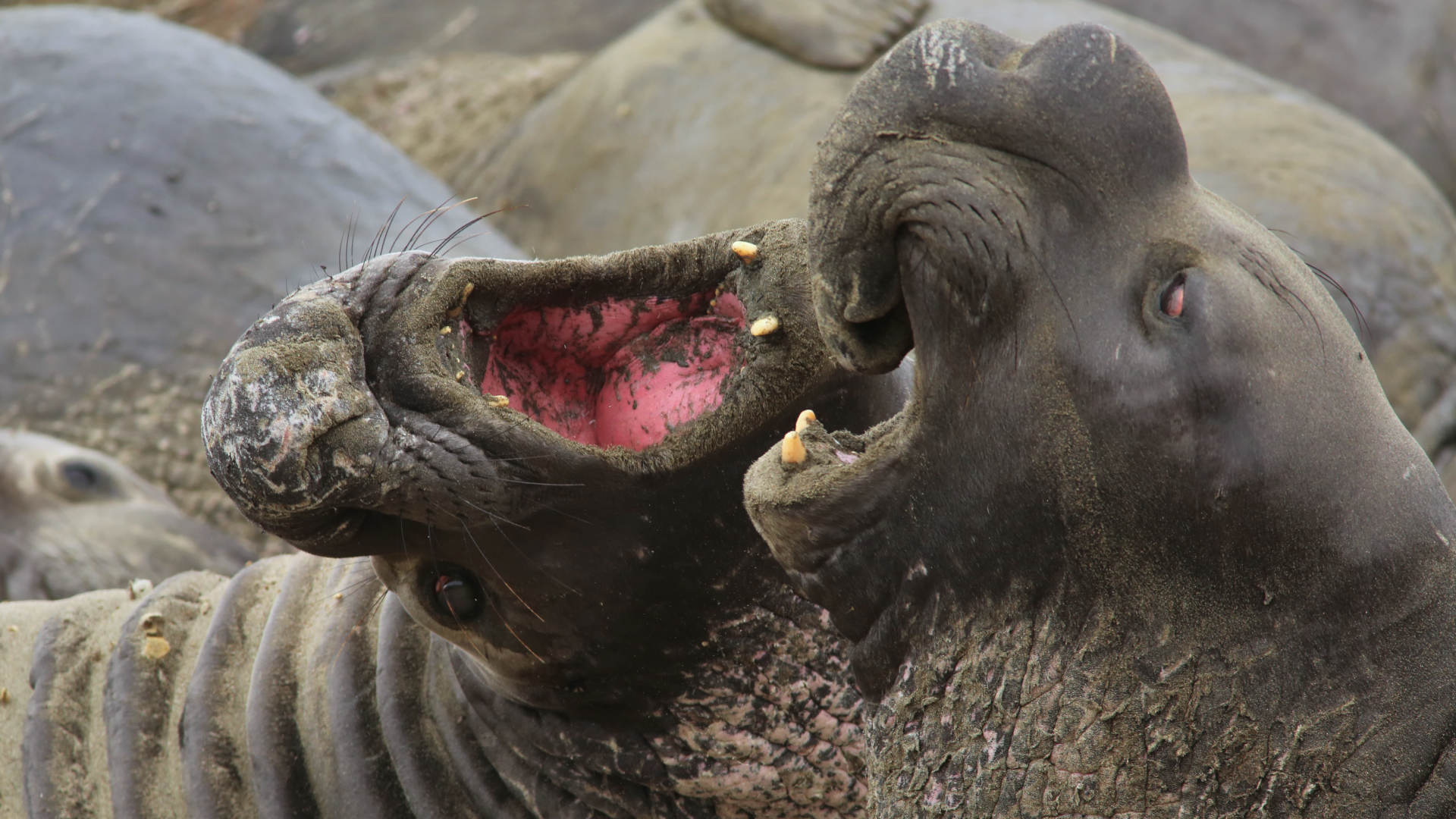 Two male elephant seals fight over their territory in Piedras Blancas, California.