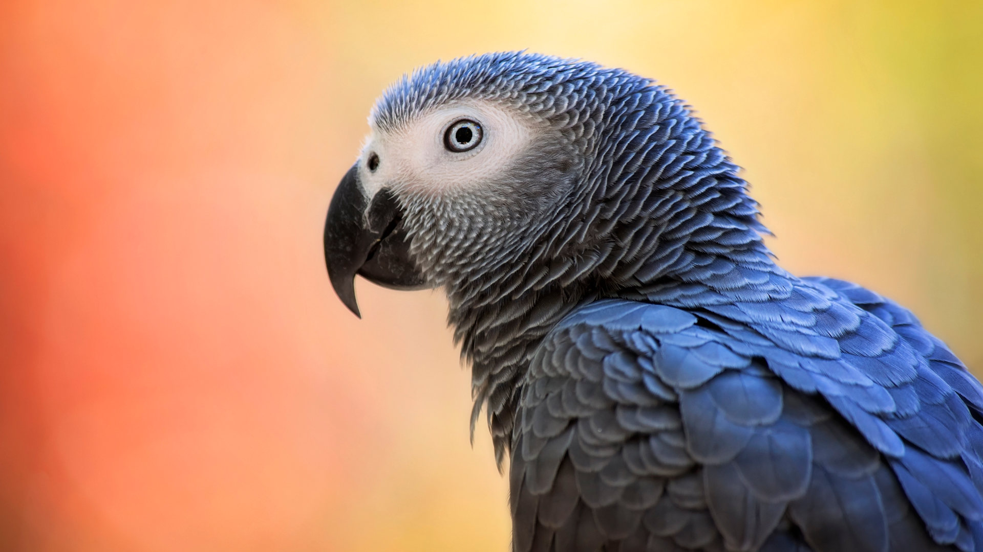 An African gray parrot.