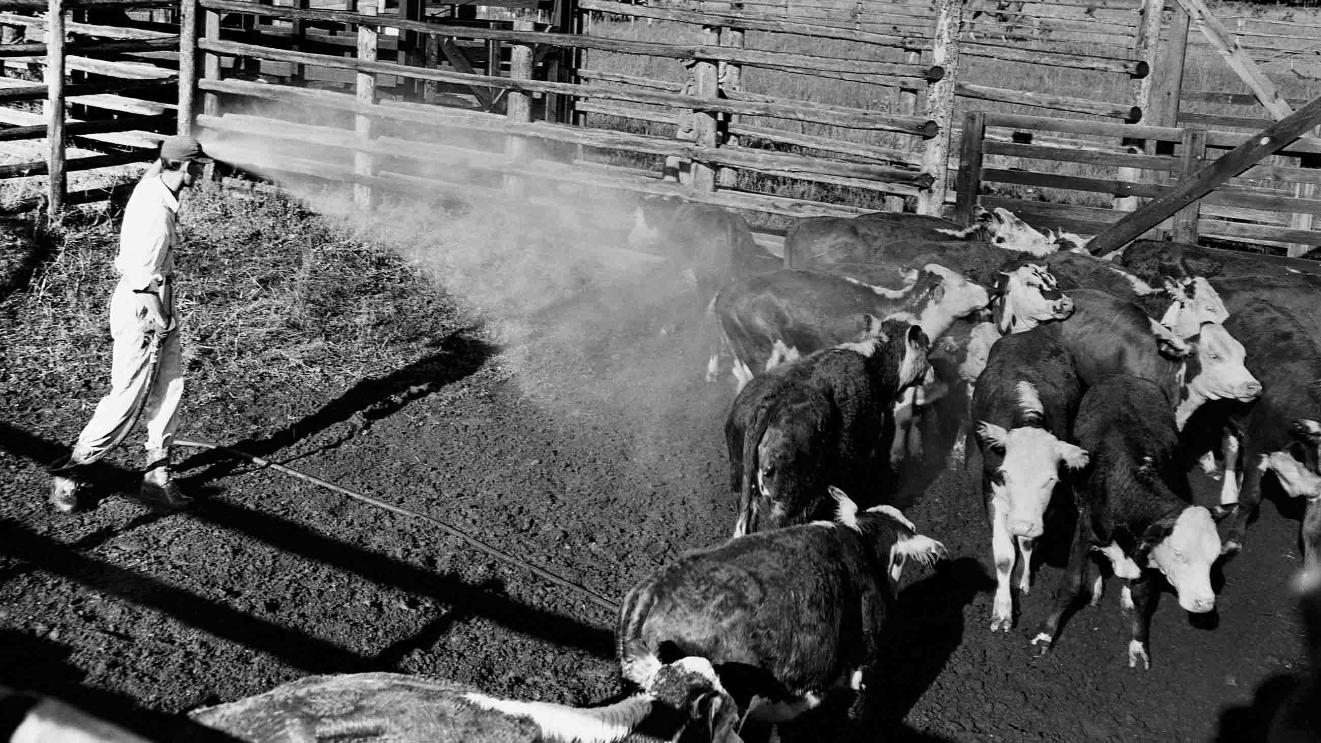 A ranch hand sprays heifers with a DDT solution in a holding corral.