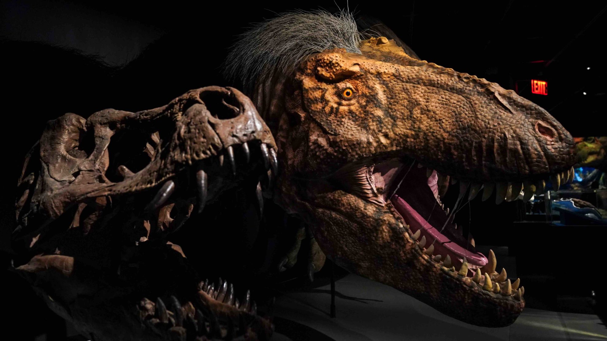 A Tyrannosaurus rex skull next to a model of a feathered T. rex head on display at the American Museum of Natural History in New York.