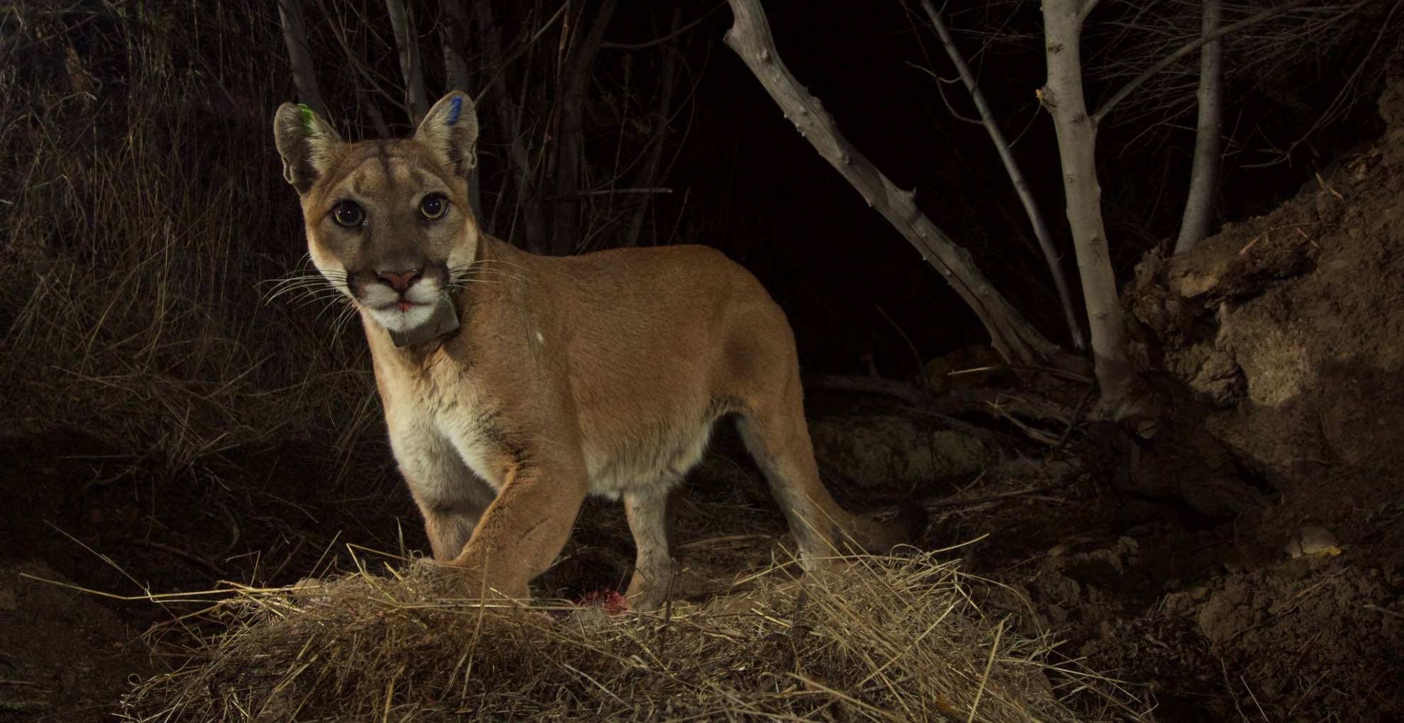 A mountain lion photographed at night in Los Angeles in 2015.