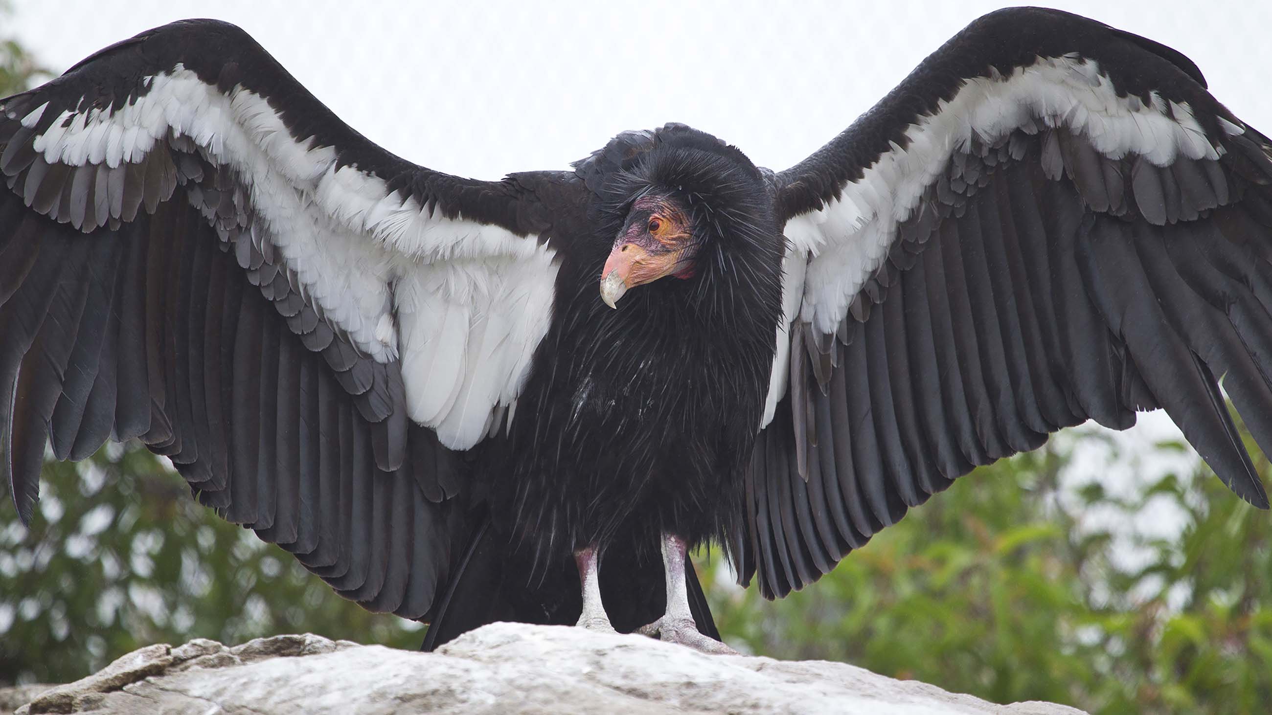 A California condor at the San Diego Zoo Safari Park.