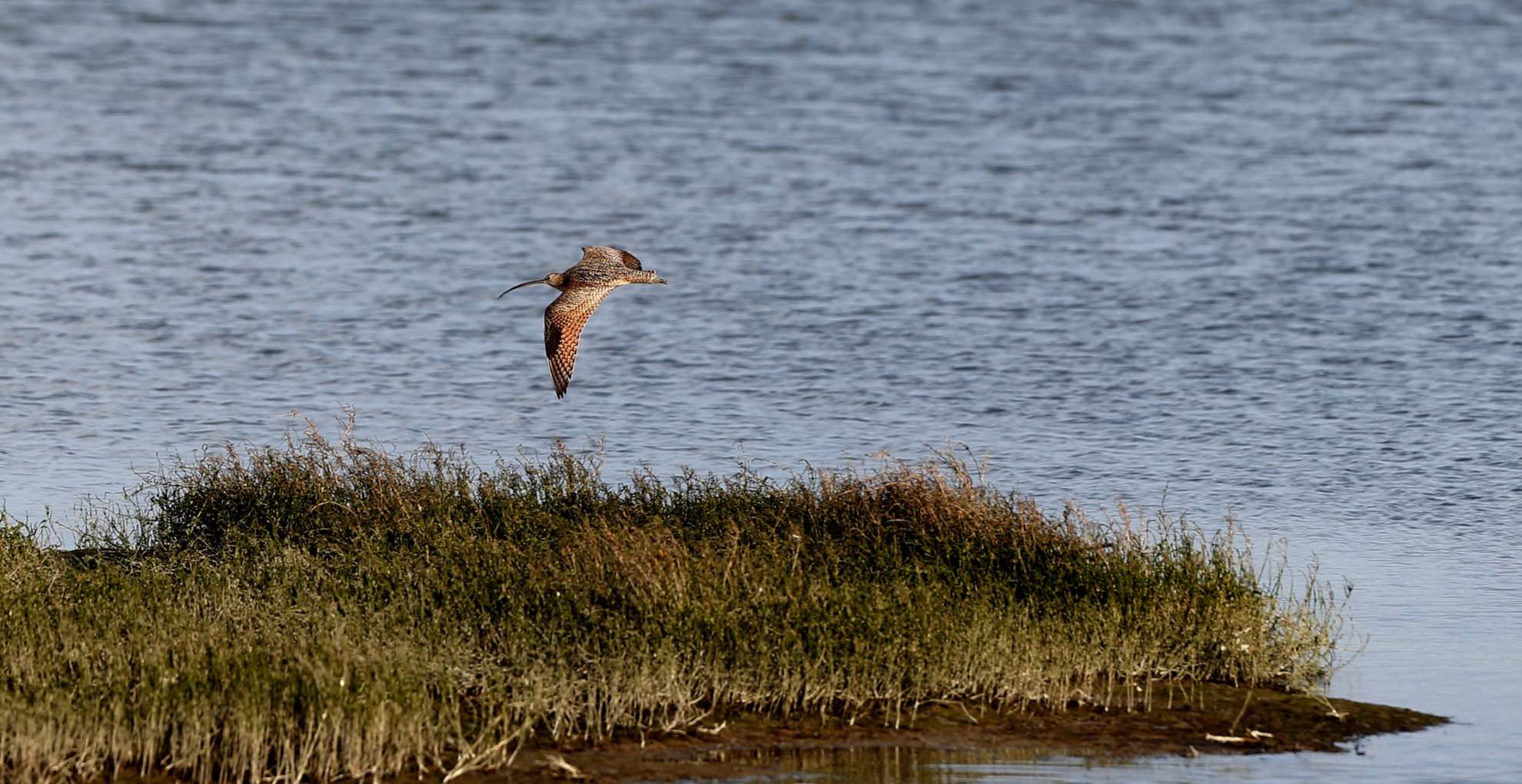 A long-billed curlew flies over restored marshlands at the Eden Landing Ecological Reserve in Hayward, California.