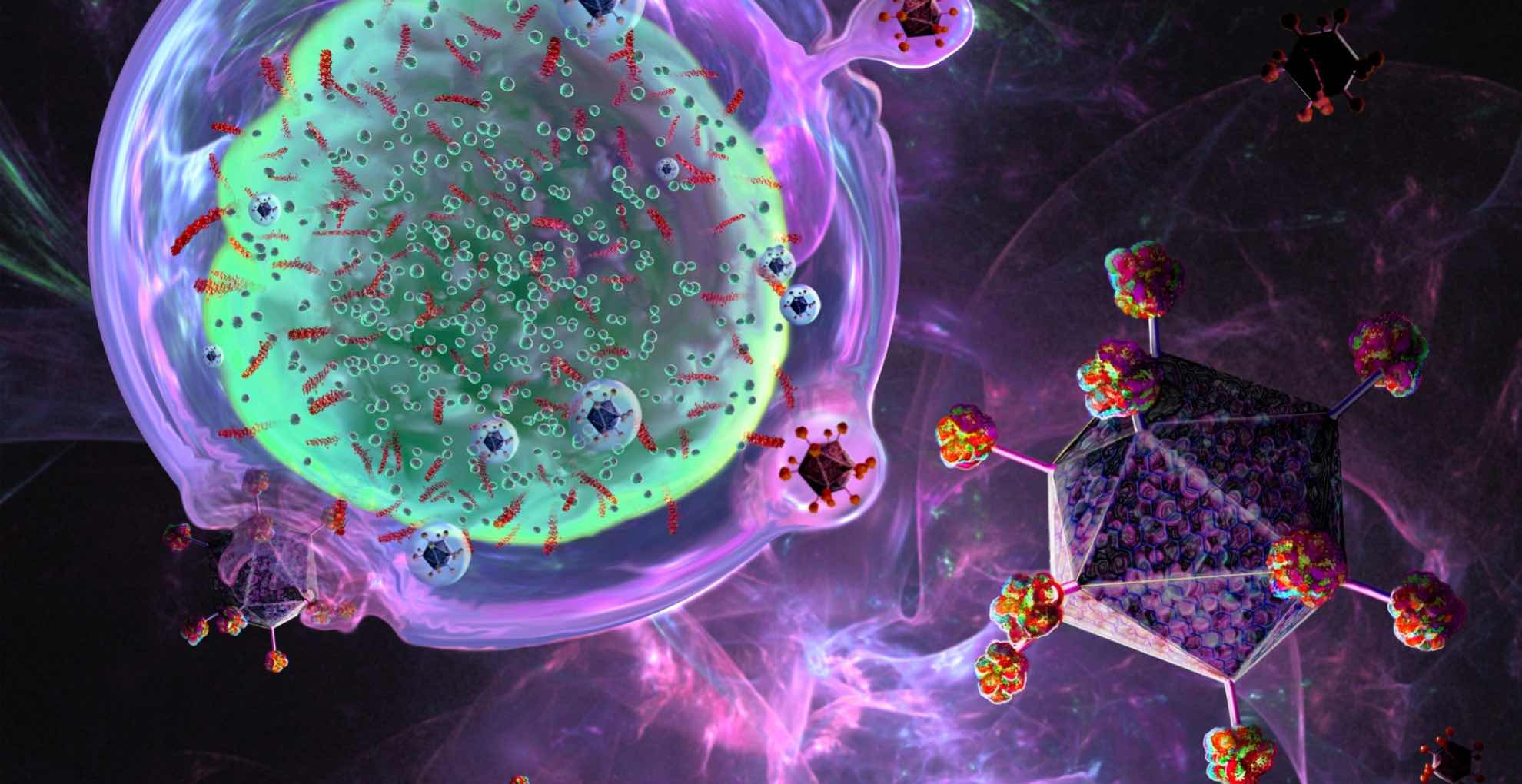 In this illustration, a T-cell (green) is modified to produce cancer-specific proteins using a disarmed virus (purple).