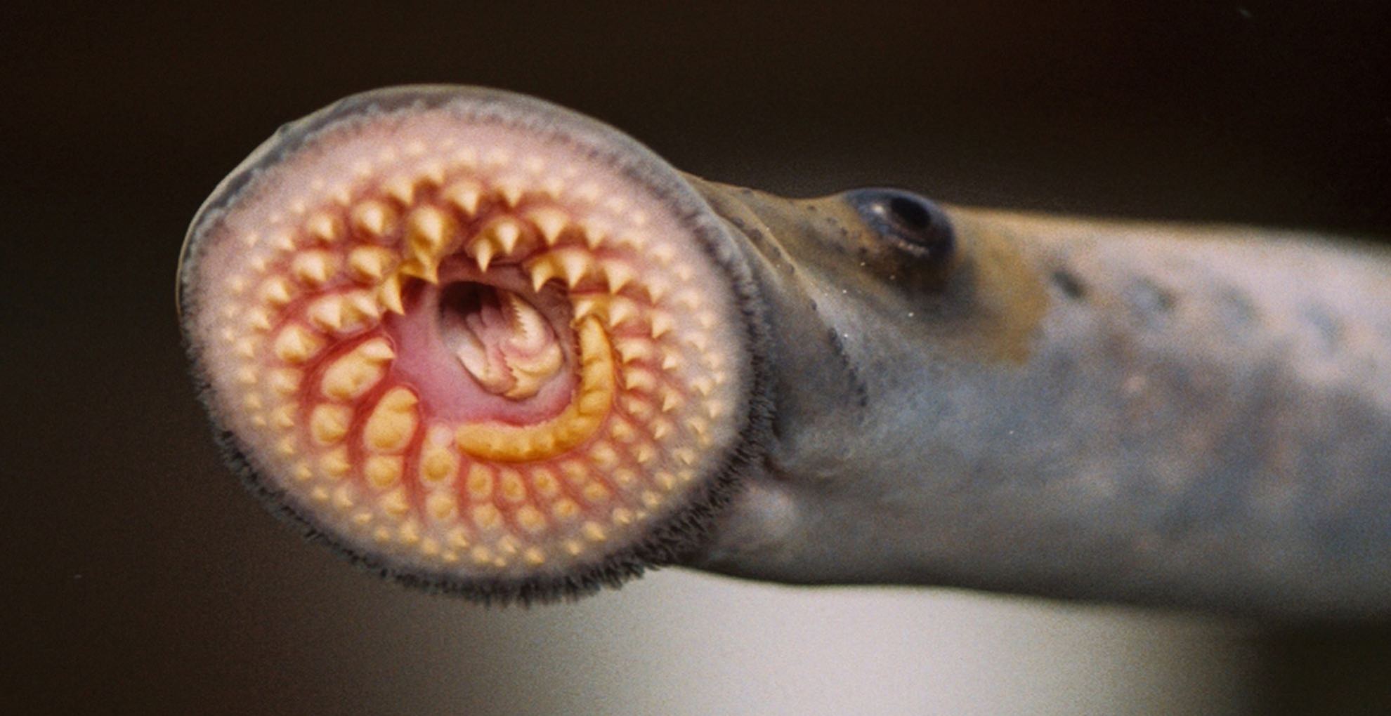 Experts predict there will be at least a temporary surge to lamprey populations in the lakes following a dip in control efforts during the early stages of the Covid-19 pandemic.