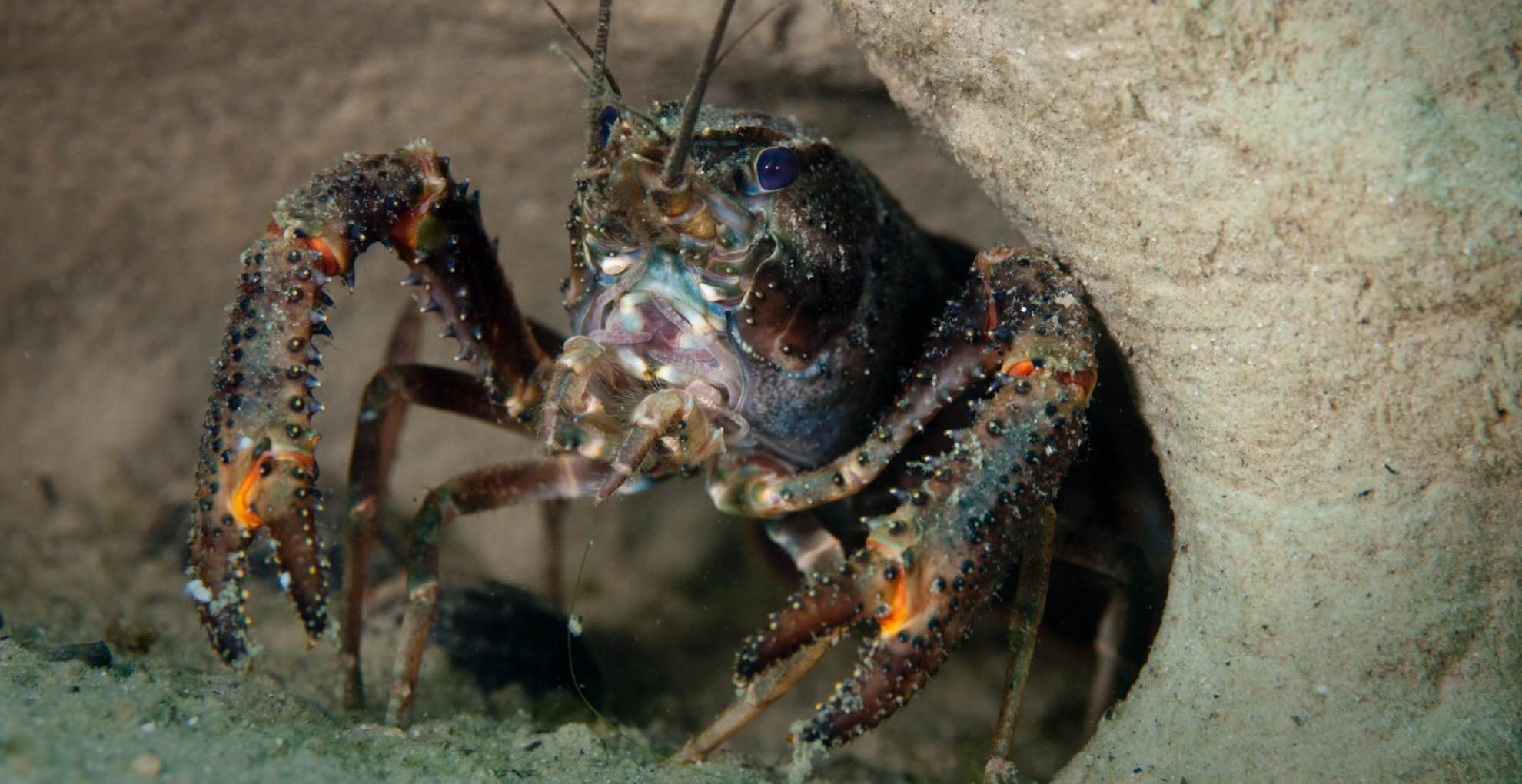 The northern kōura (Paranephrops planifrons), or freshwater crayfish, is both economically and culturally significant to the indigenous Māori people of New Zealand.