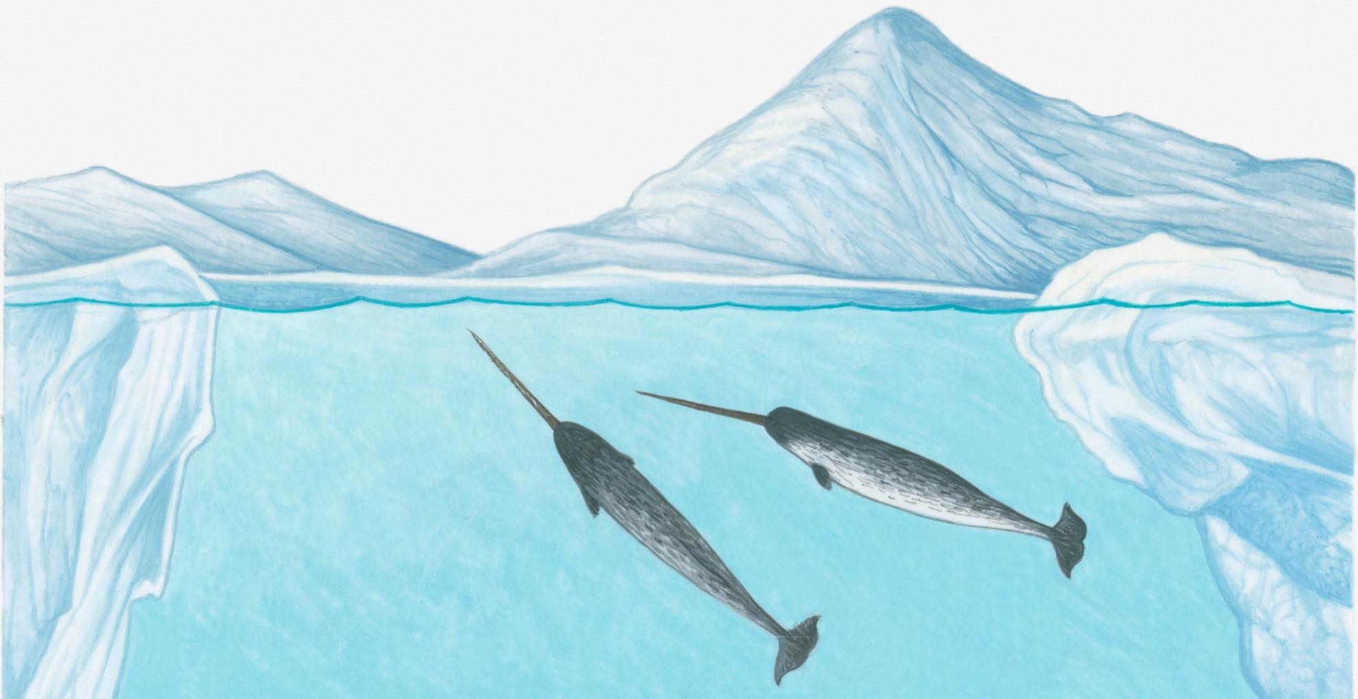Like humans, many cetacean species, including dolphins and narwhals, developed bigger brains to match their body size. Brain size is often linked to complex cognitive function.