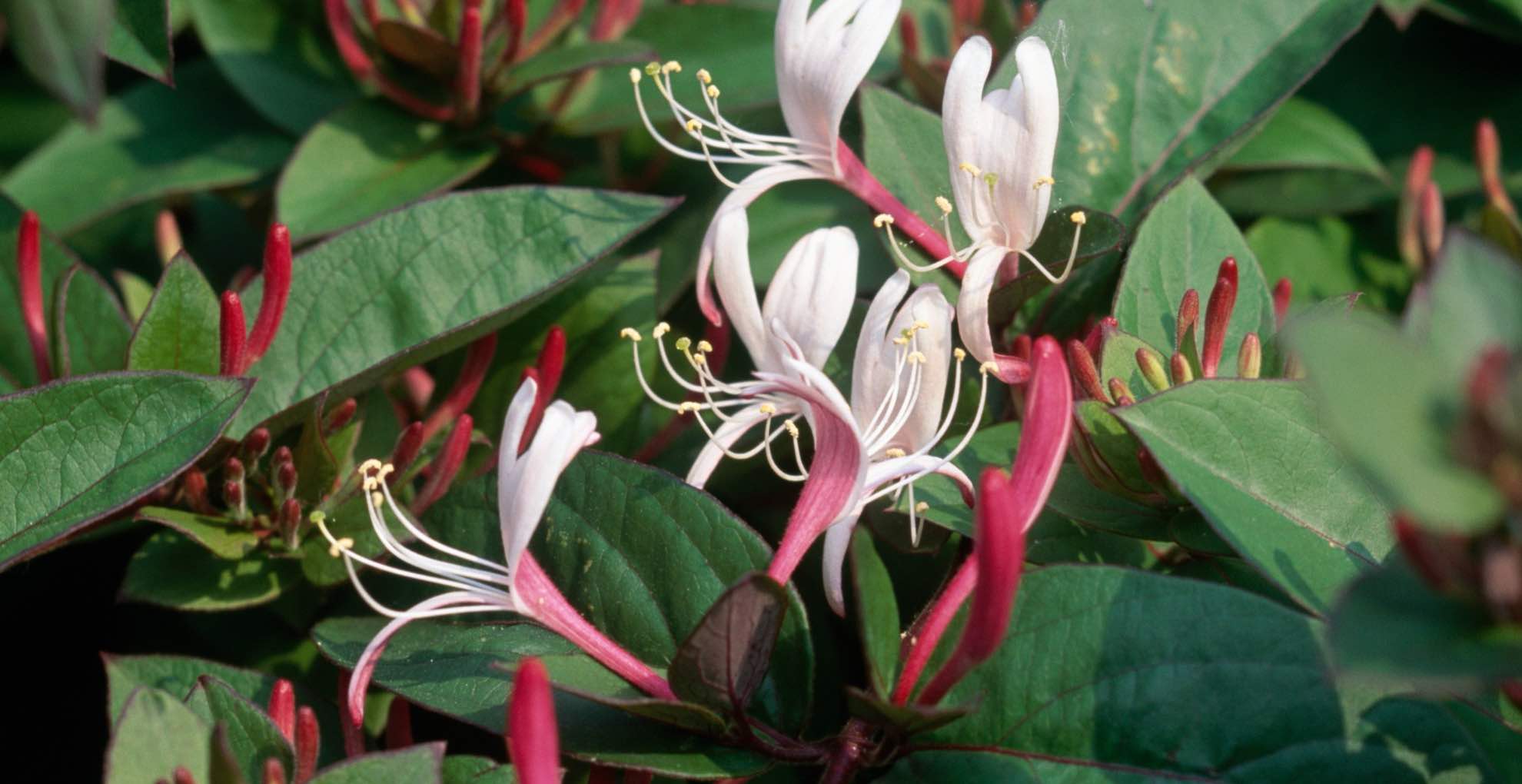 Originally introduced as ornamental plants in the early 20th century, Asian honeysuckle rapidly spread across the Eastern Seaboard of the United States.