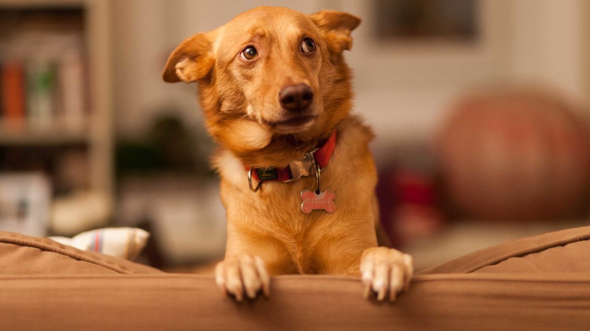 Punishment, Puppies, and Science Bringing Dog Training to Heel