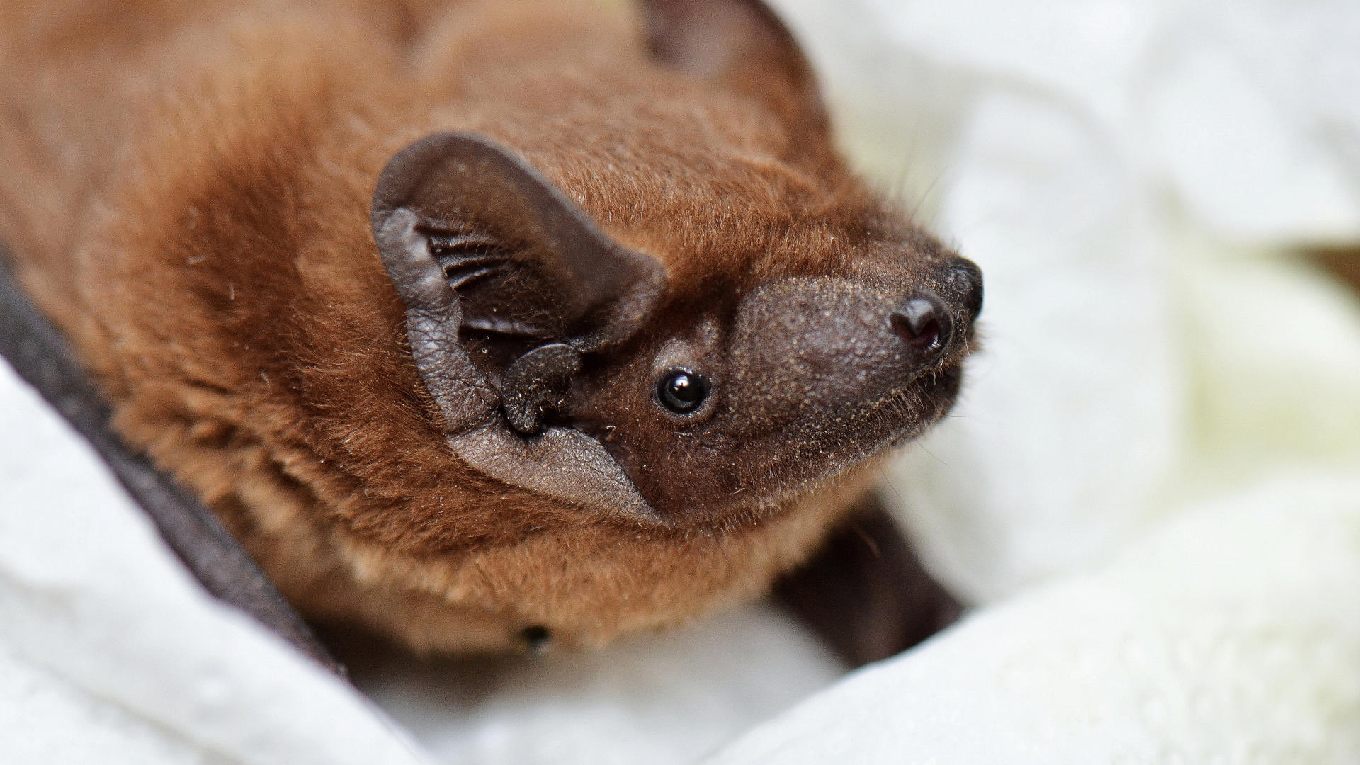A common noctules bat, Nyctalus noctula, rescued in Ukraine.
