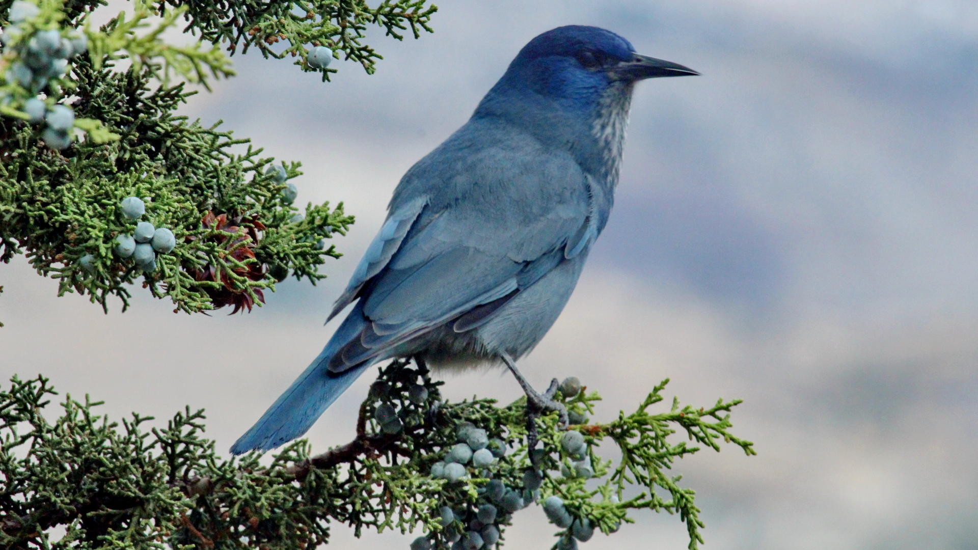 A pinyon jay sits in a juniper tree. The bird is a keystone species whose range extends across 13 Western states.