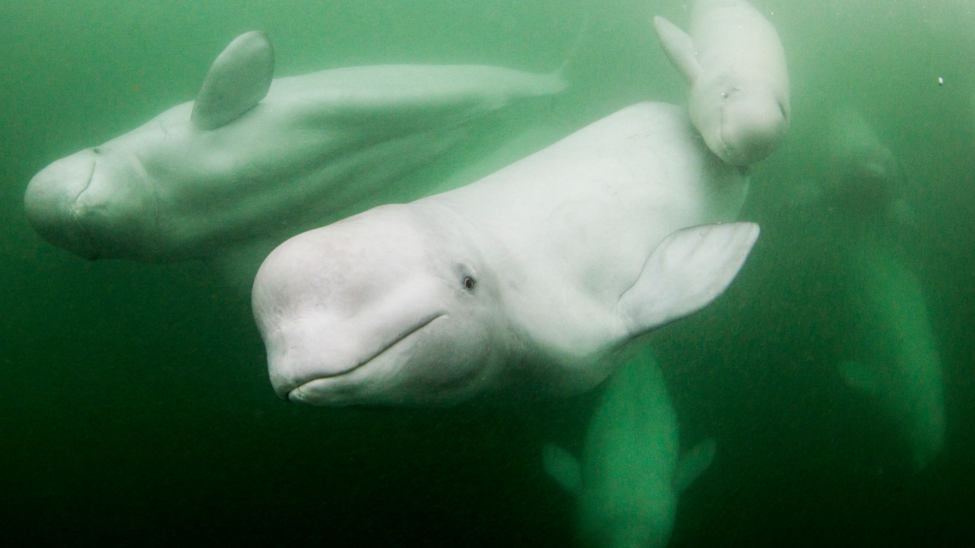 Underwater view of a pod of belugas, including mother and calf, swimming near the mouth of Hudson Bay.