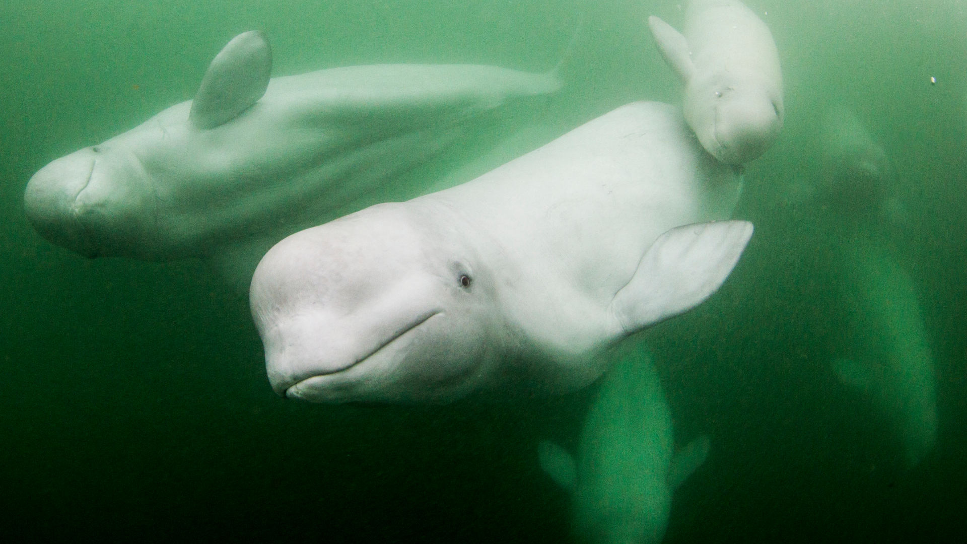 beluga whales eating fish