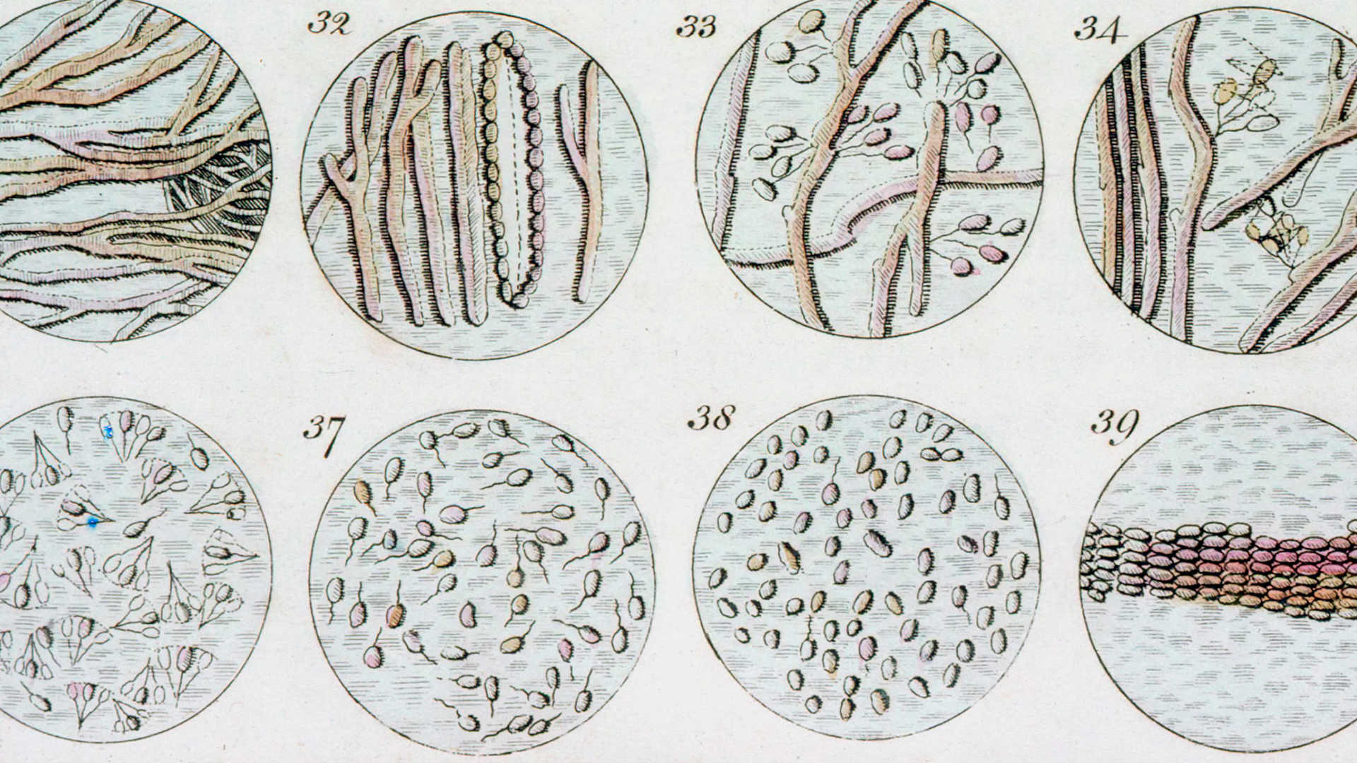An engraving of "animalcules" observed through a microscope by Antonie van Leeuwenhoek, 1795. The samples shown are human spermatazoa.