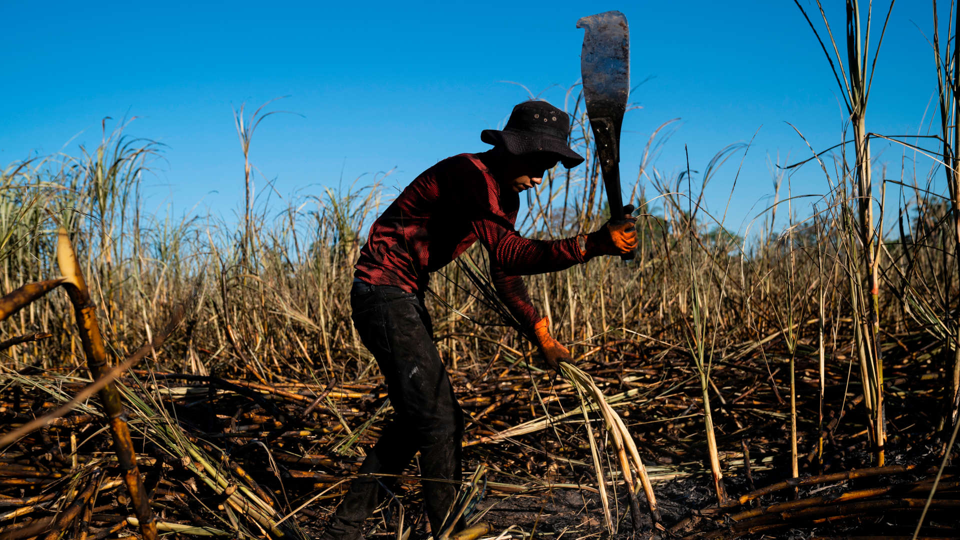 A worker cuts sugarcane near Escuintla, El Salvador, in March 2022.