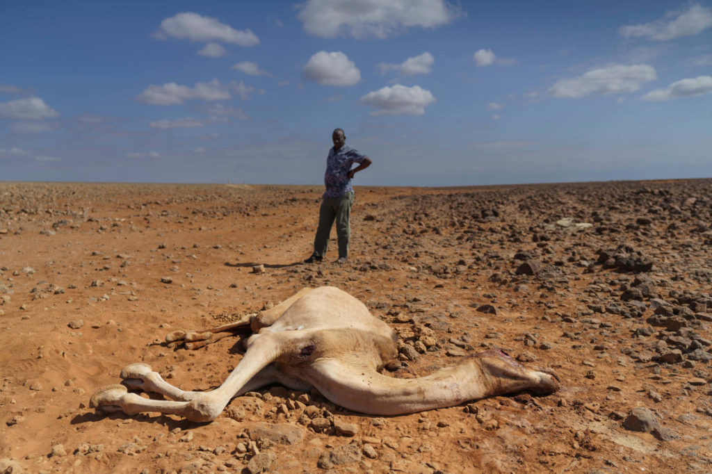 In the Horn of Africa, a Climate-Fueled Food Catastrophe Looms