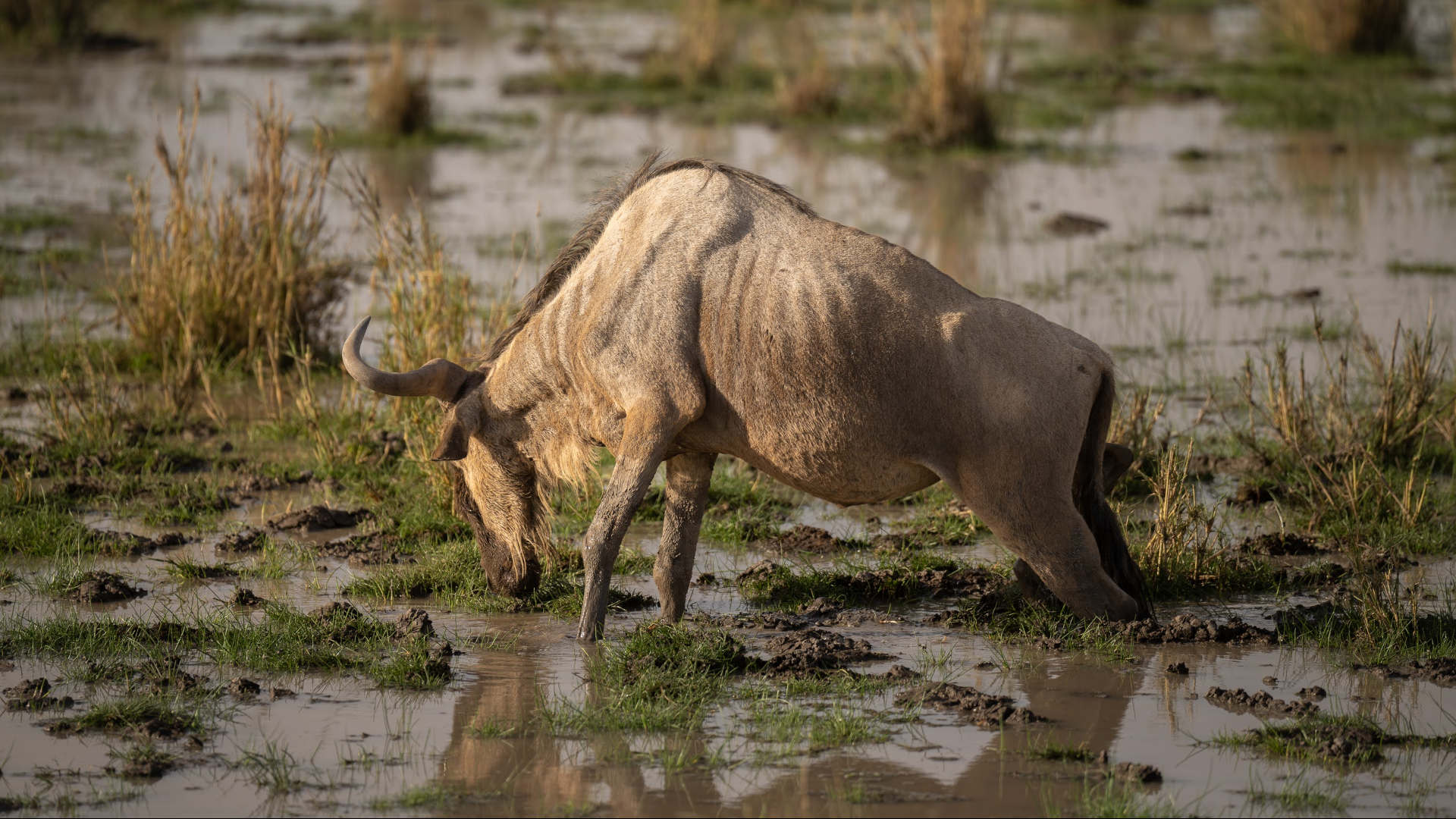 At Amboseli National Park in southeastern Kenya, a starving wildebeest wades in a marsh near Lake Amboseli.