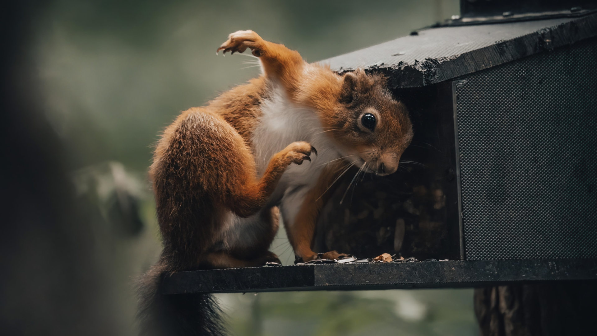 A squirrel chows down at a feeder in the U.K.