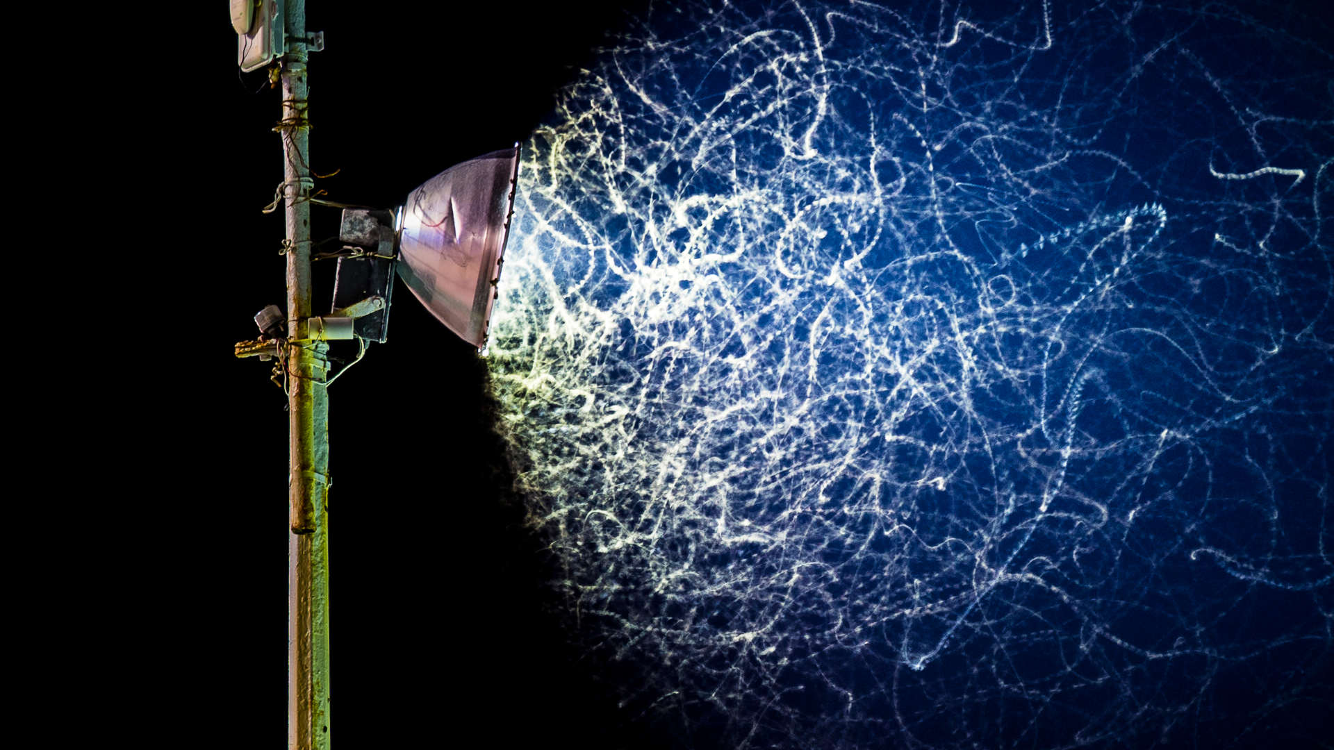 A long exposure photo shows the paths of numerous flying insects attracted to a street light.