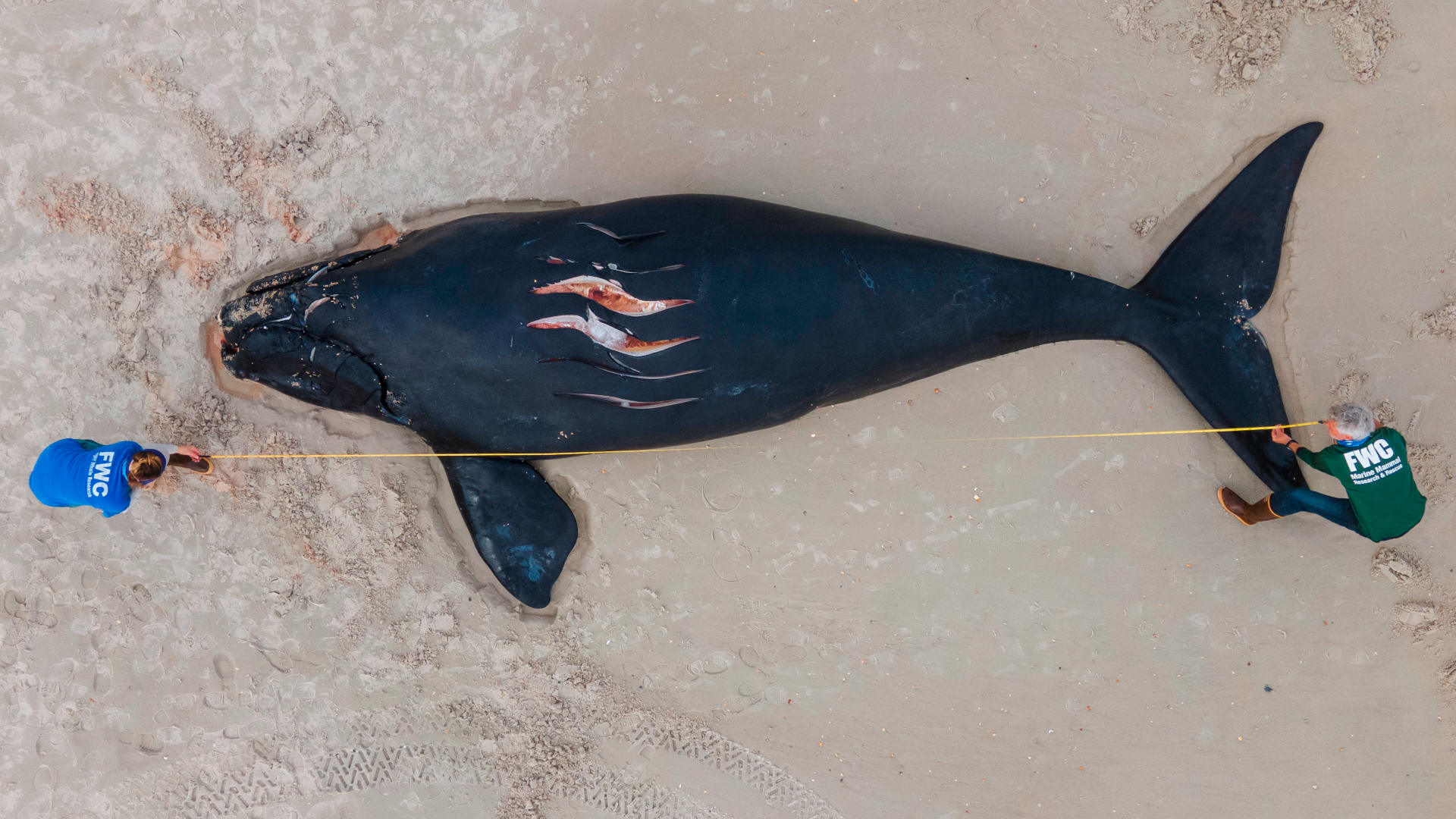 A North Atlantic right whale calf, about a month old, was killed by a sportfishing yacht in February 2021. That year, it was estimated that the whales' population had dropped to 340 members.
