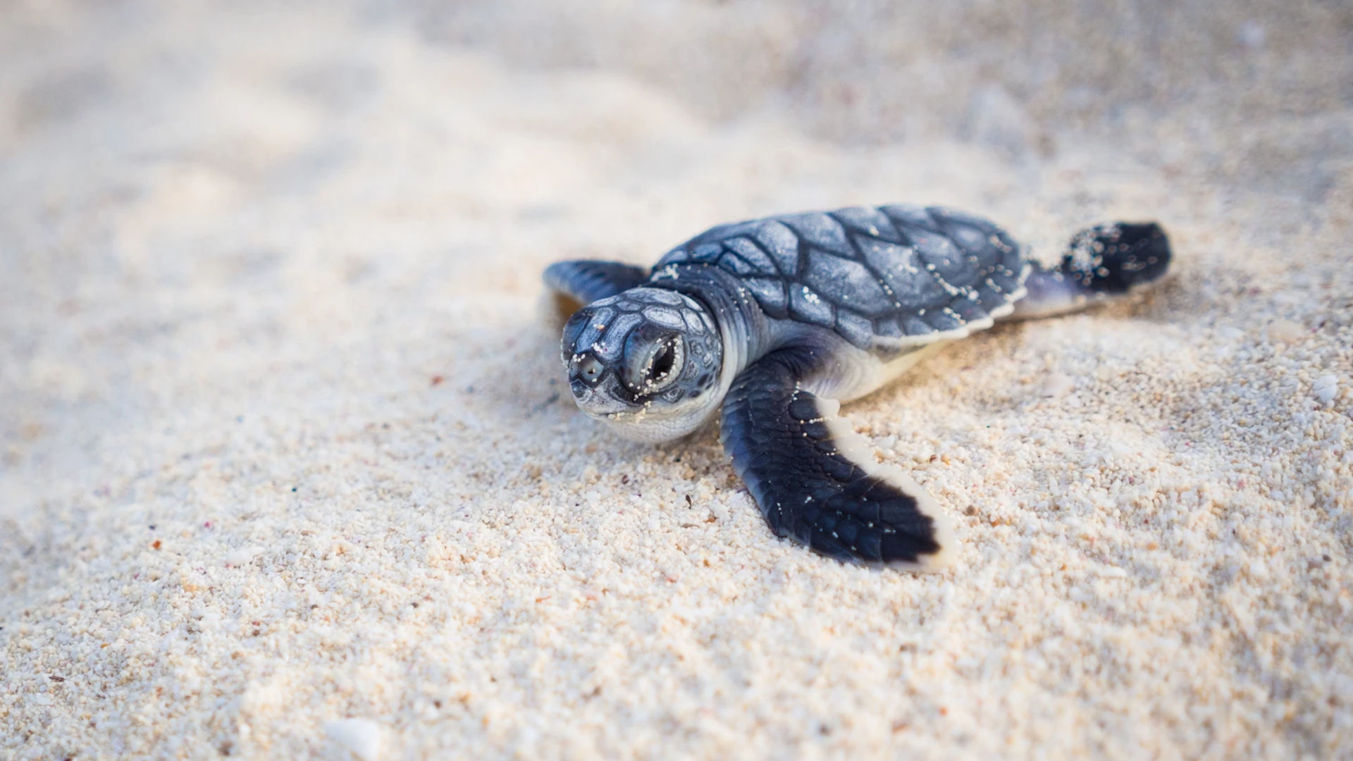 A baby sea turtle heads toward the ocean.