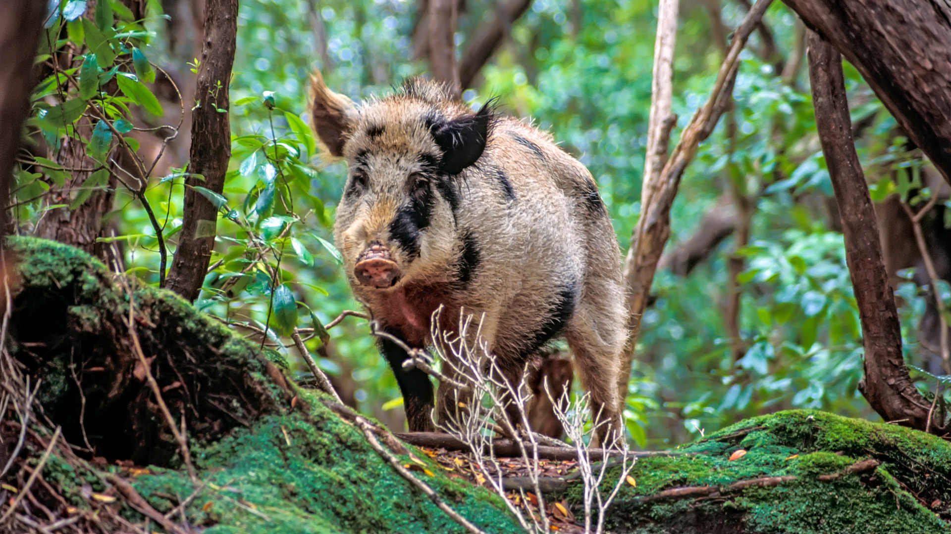 An Auckland Island pig.