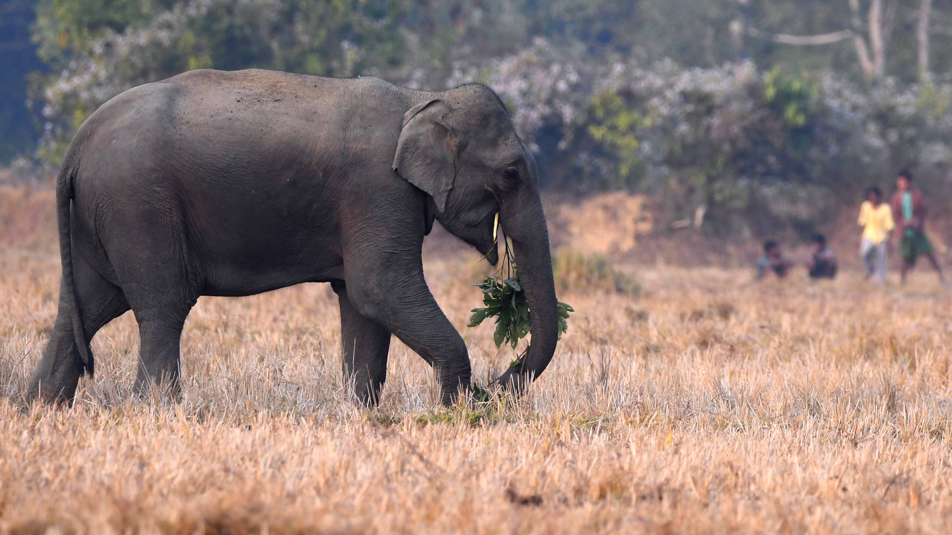 A wild elephant searches for food near a village in Nagaon district, in the northeastern state of Assam, India, in 2022.