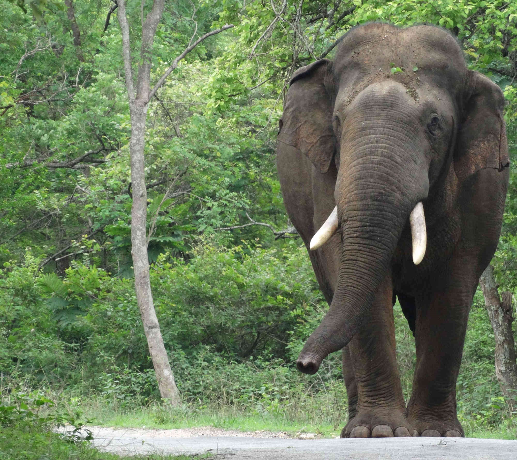 In India, A Nuanced View of How Elephants Make Decisions