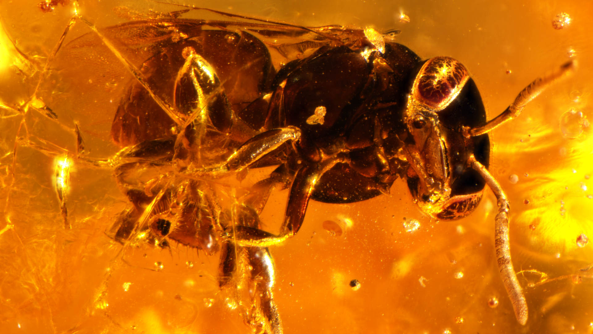 The bee species Hypotrigona kleineri, discovered in resin samples from eastern Africa first collected more than a century ago, is now believed to be extinct.