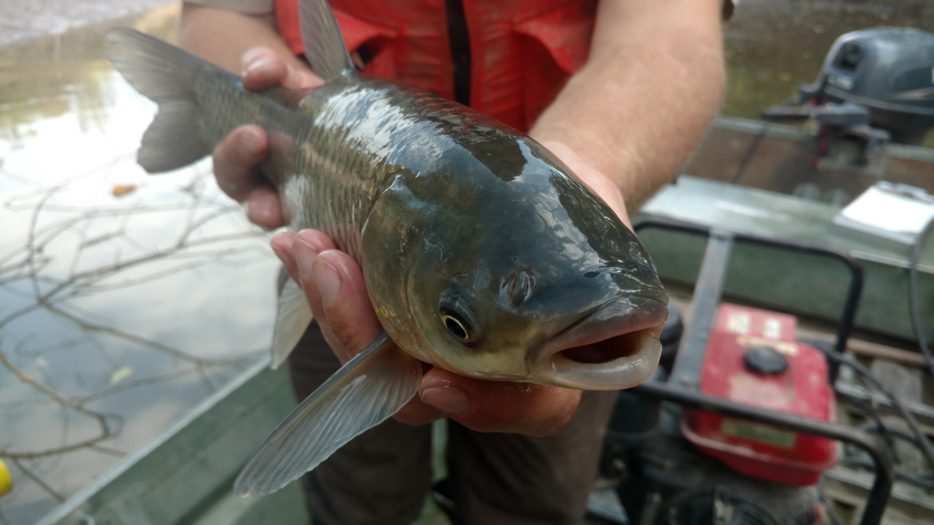 An invasive carp collected during scheduled fish sampling at the Wilmington Substation.