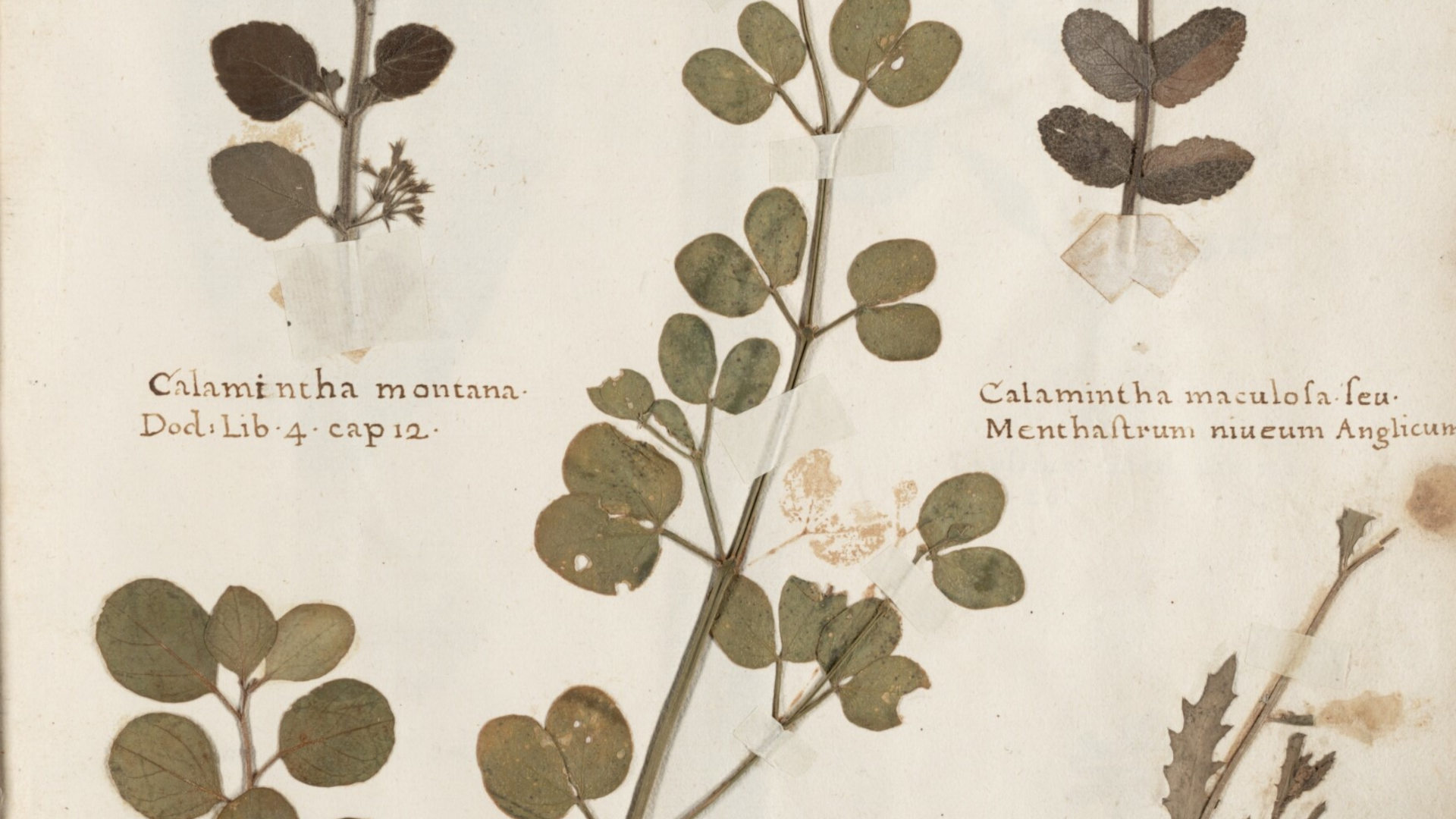 A page from a herbarium book by Bernardus Wynhouts in 1633.