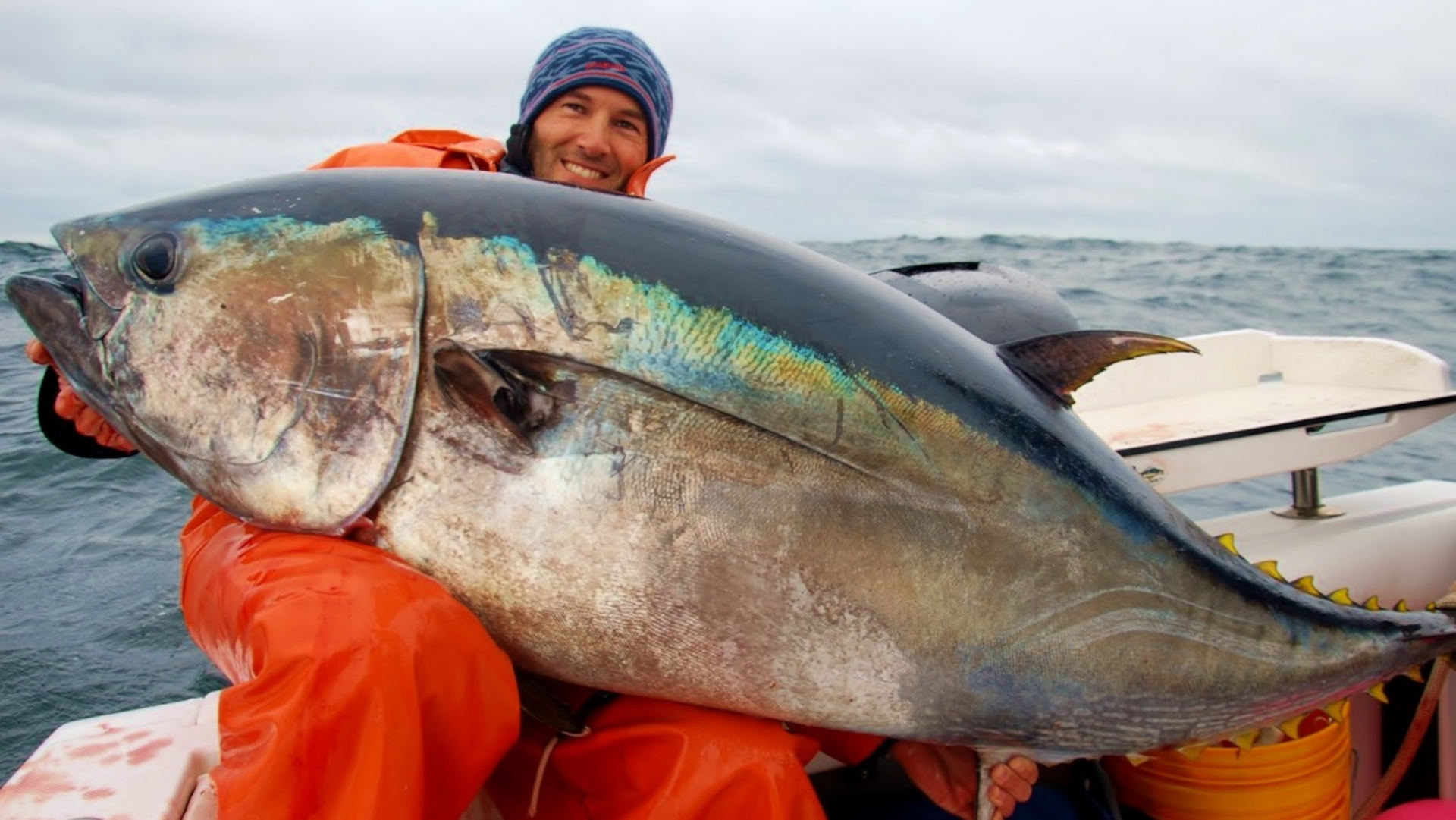 An Atlantic bluefin tuna caught off of Cape Cod. The fish can grow to well over a thousand pounds.