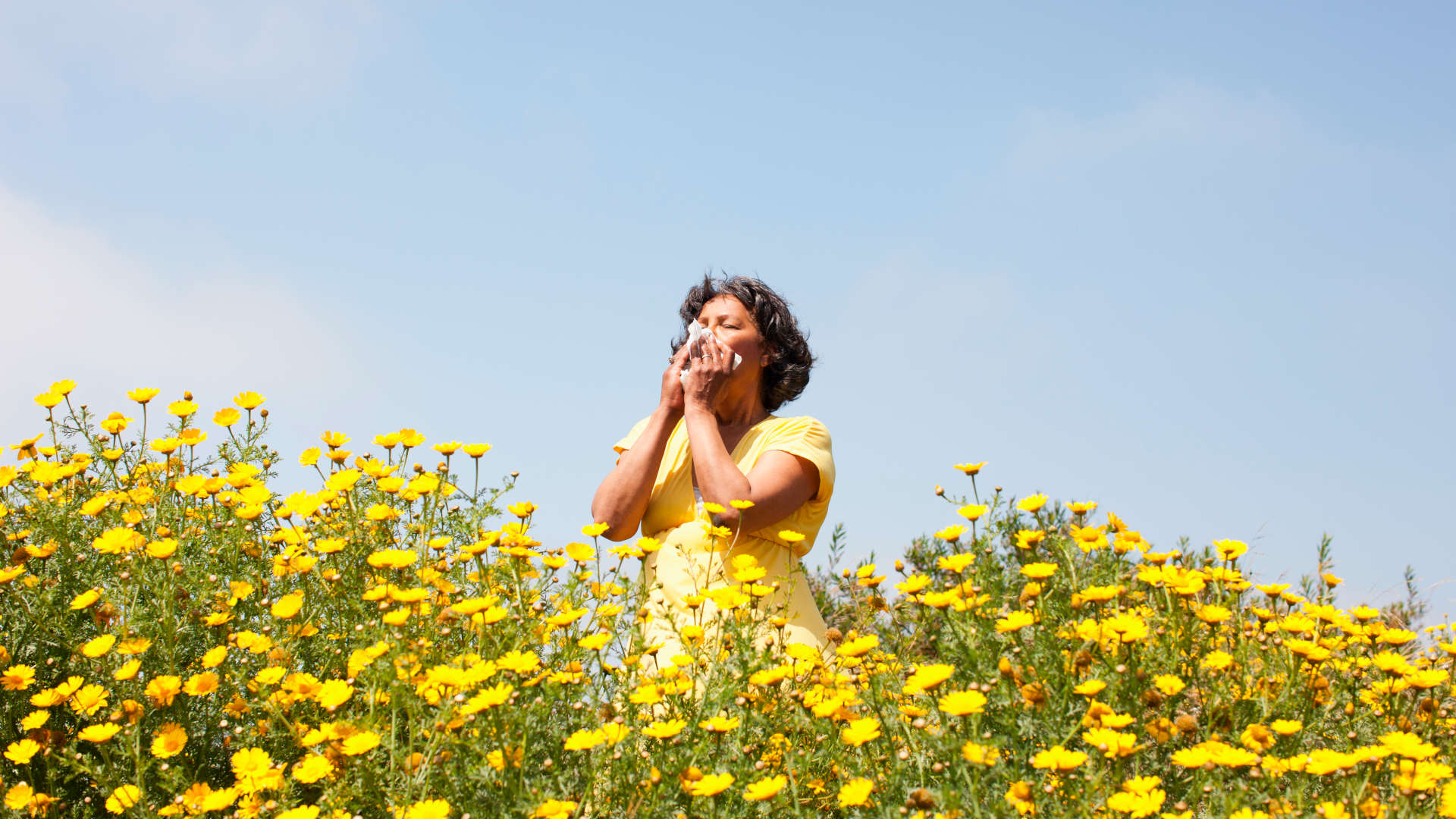 A woman with seasonal allergies blows her nose while standing in field of yellow flowers.
