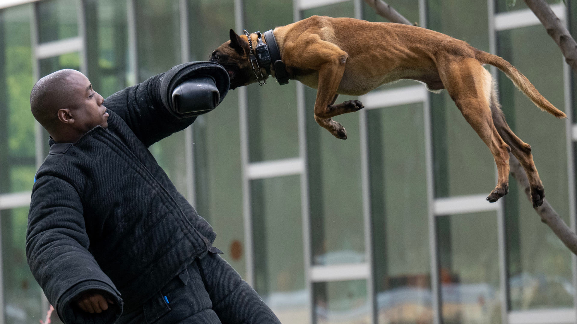 In Los Angeles this May, a LAPD K-9 handler wears a protective bite suit during a demonstration with a police dog named Bentley.