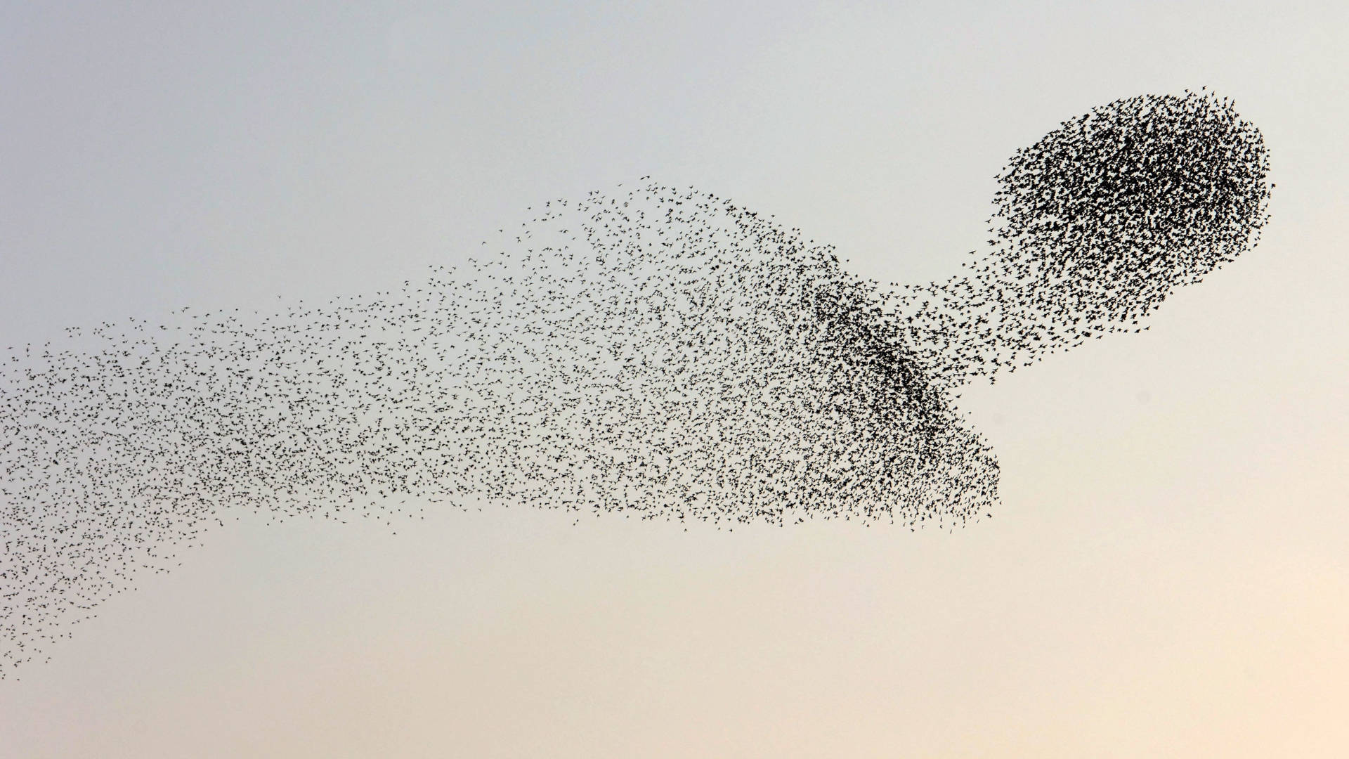 A murmuration of starlings flock above the Negev desert, in southern Israel.