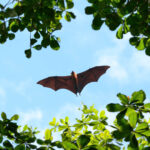 looking up at a bat in flight over the tree canopy