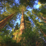 A stand of old-growth redwood trees in the Headwaters Forest Reserve.