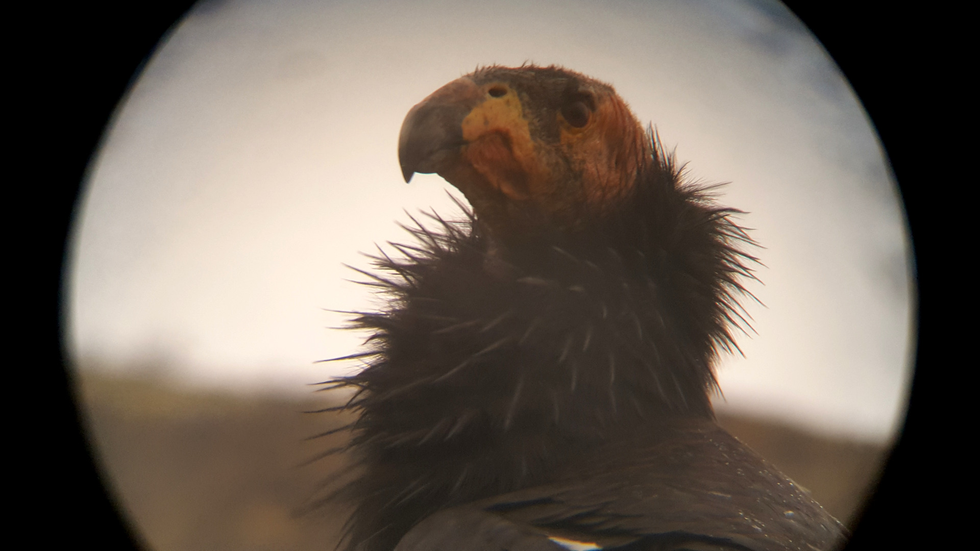 A female California condor seen through a monocular in 2016.