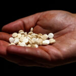 In 2022, a Lebanese security official holds a handful of confiscated Captagon pills in his palm.