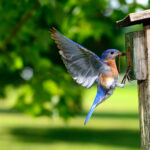 An eastern bluebird arriving at a nest box. After the bird's population crashed, a large movement to install nest boxes across North America helped them recover. But artificial refuges can often fall short of their intended goals.