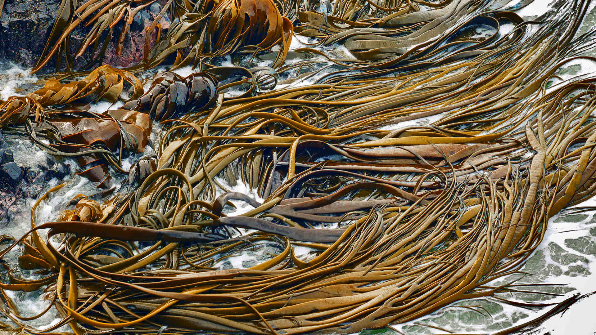 Ropes of kelp floating in the ocean