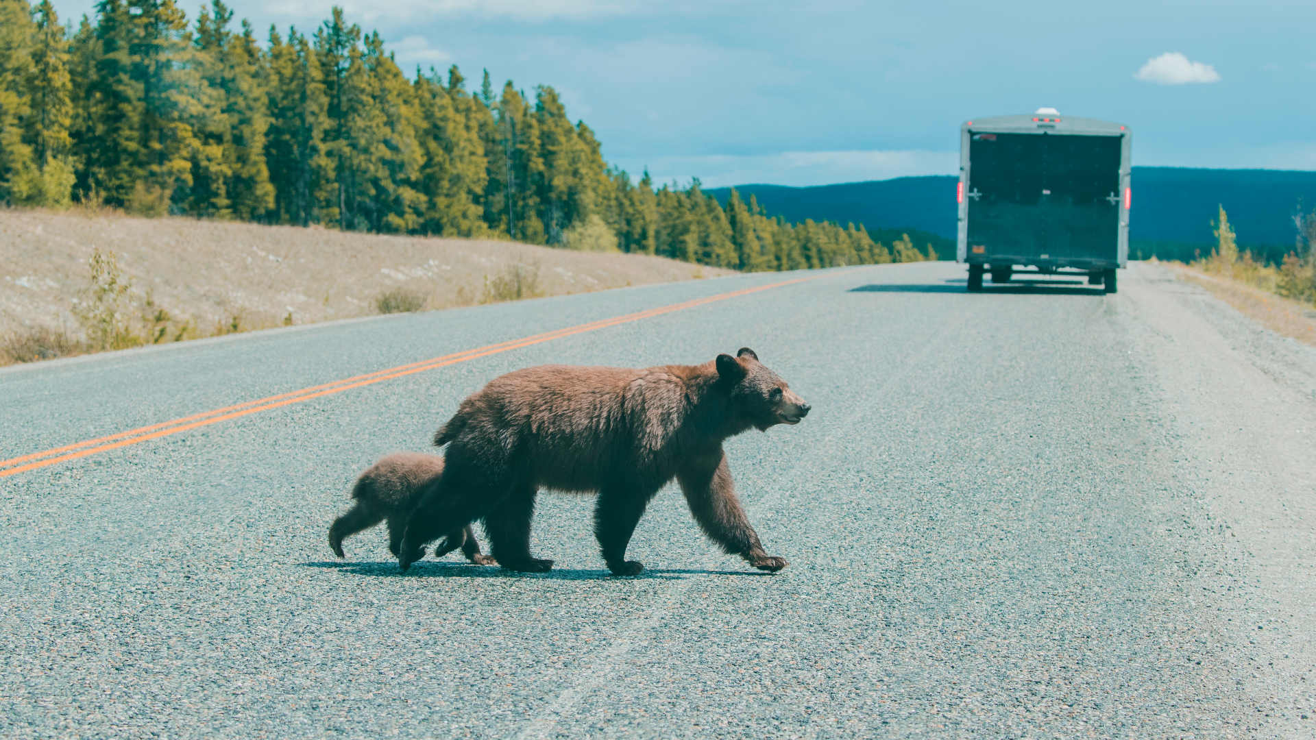 Bear and cub crossing street behind truck