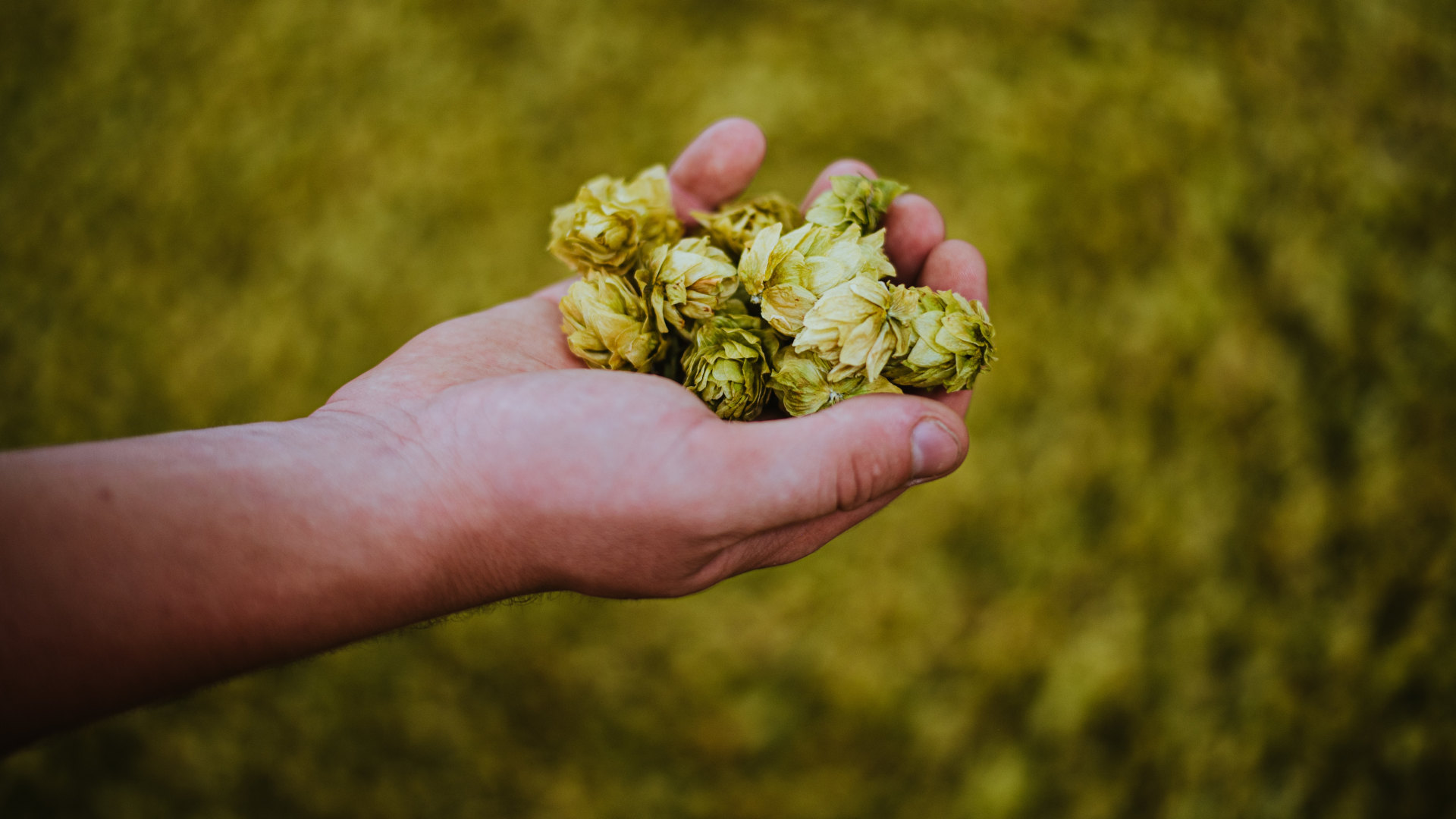 A handful of hops.