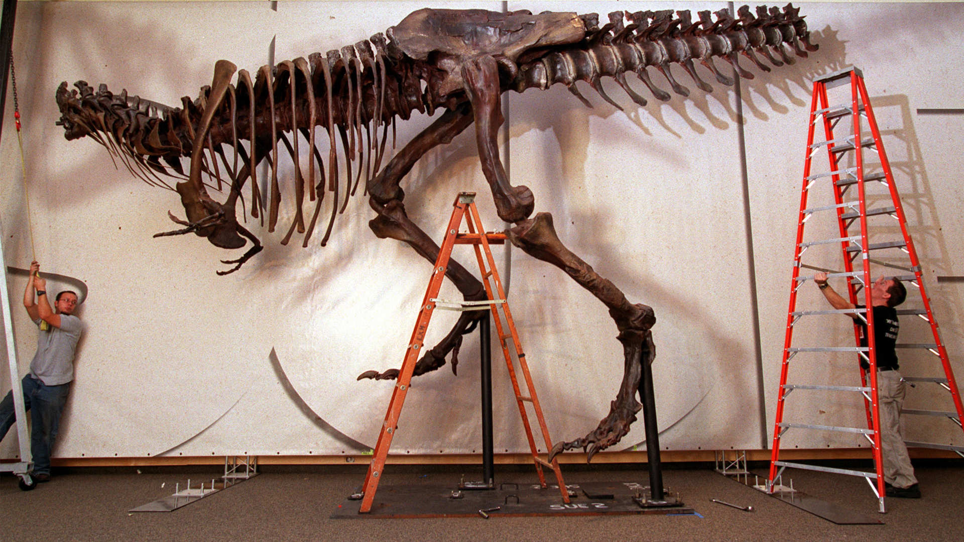 The Tyrannosaurus rex “Sue” — the most complete of its species yet discovered — being assembled in the 1990s.