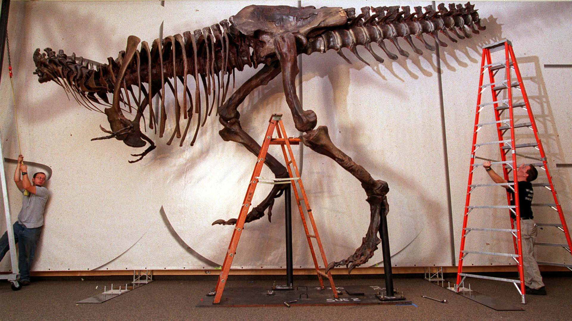 Why the sale of a T. rex fossil could be a big loss for science