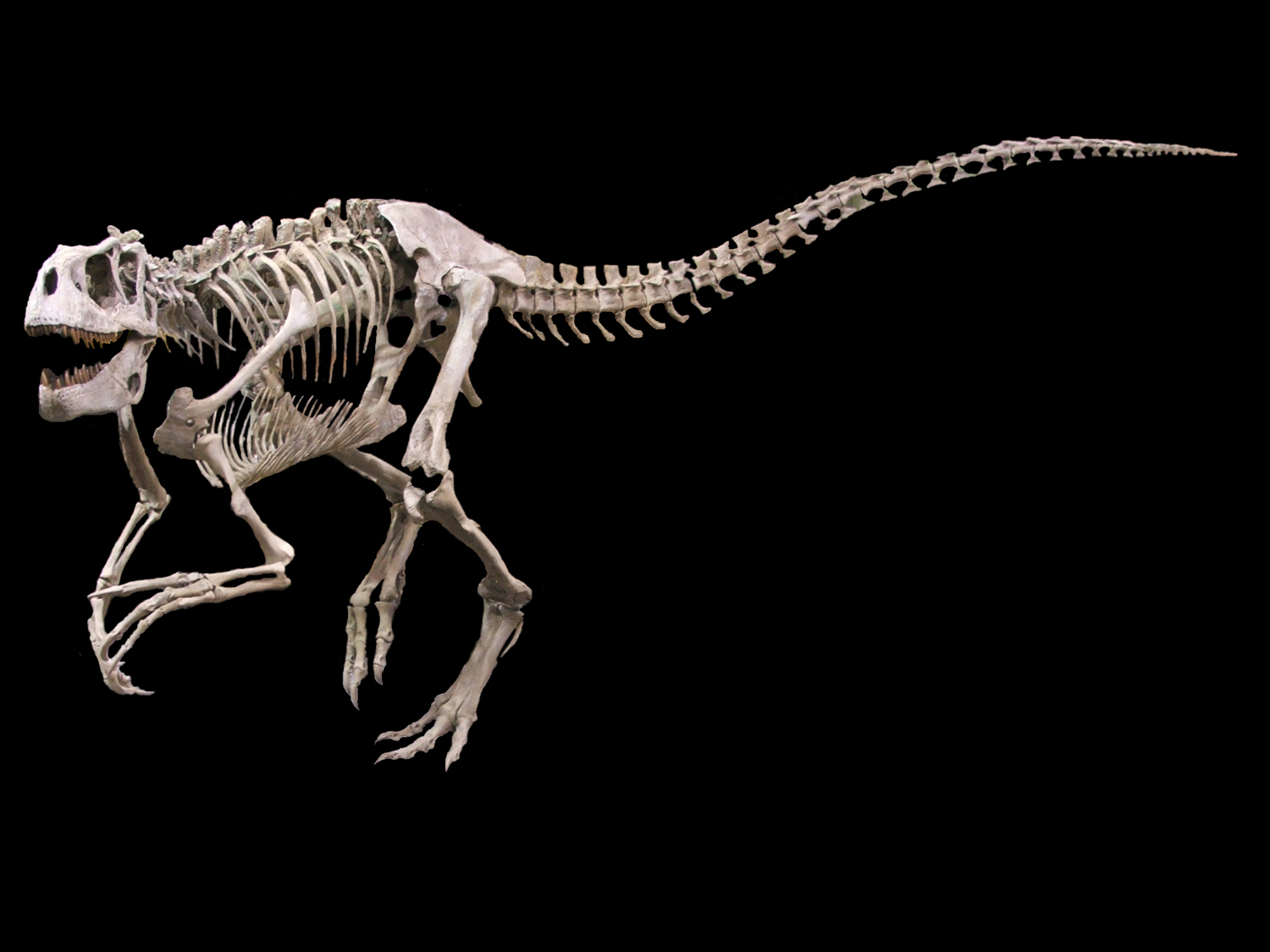 Deinonychus antirrhopus Right Foot – Black Hills Institute