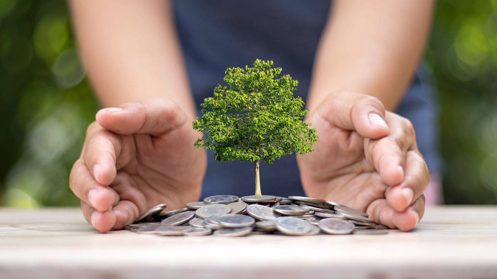 A tree planted on a pile of coins, with hands in the background.