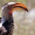 A southern yellow-billed hornbill in South Africa.