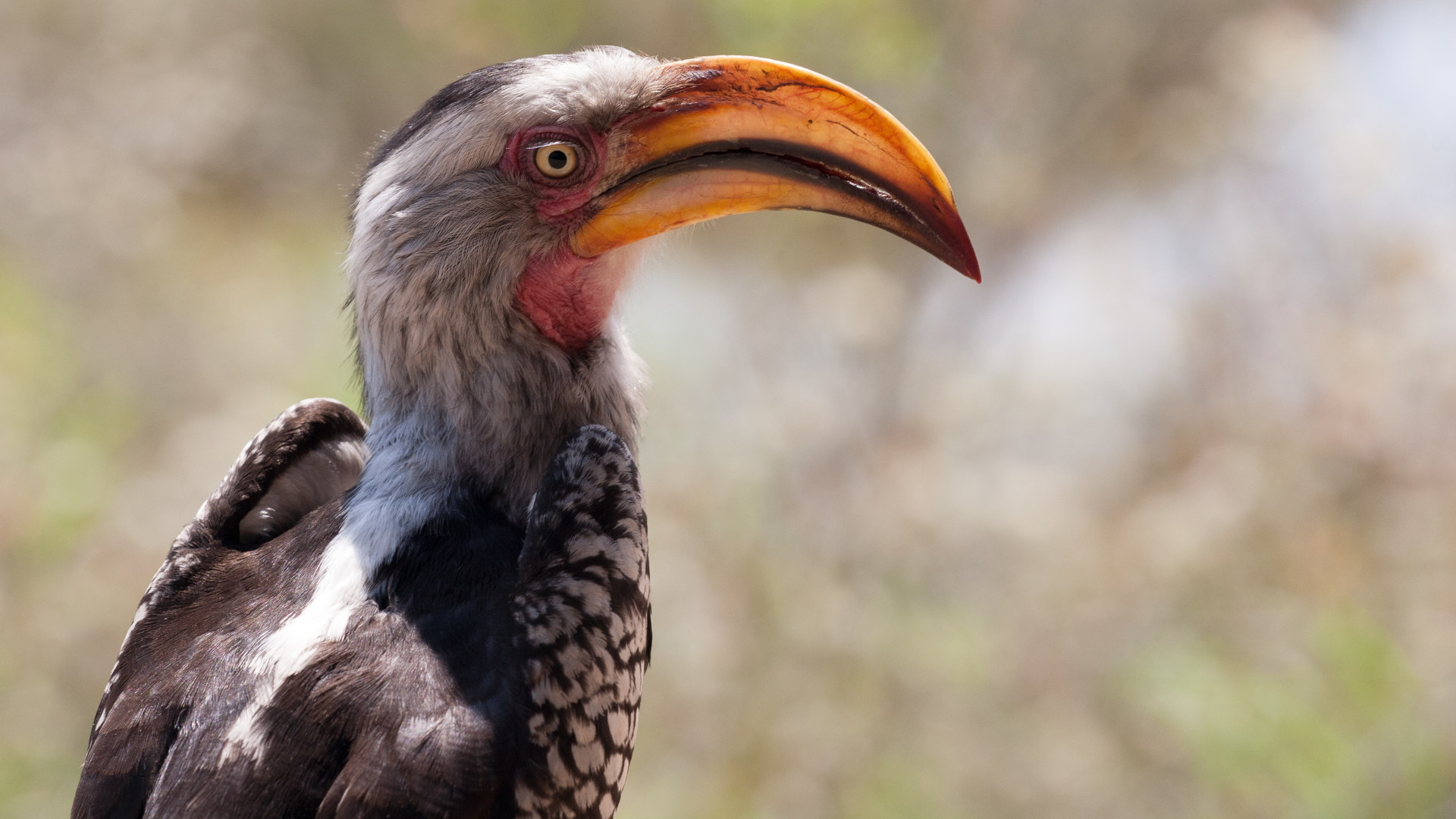 A southern yellow-billed hornbill in South Africa.