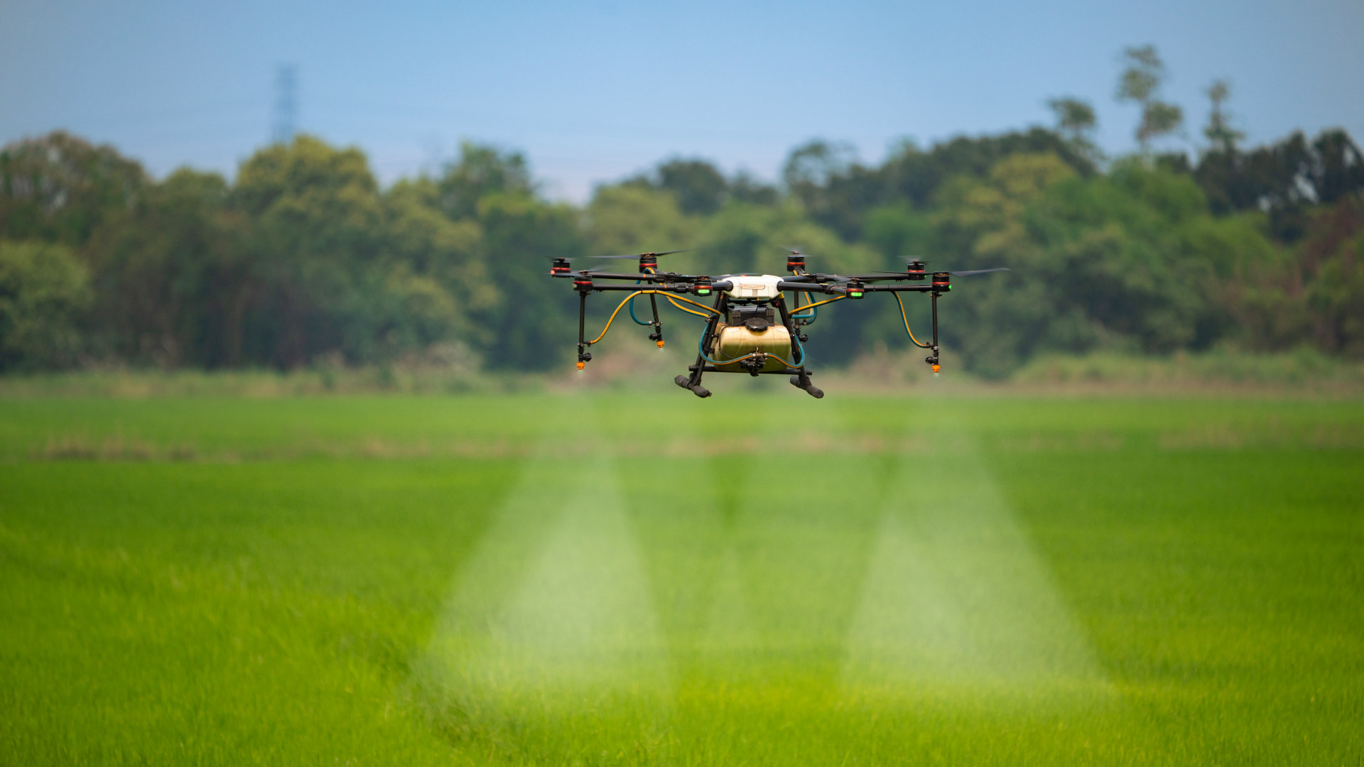 An agriculture drone sprays fertilizer on a rice field.